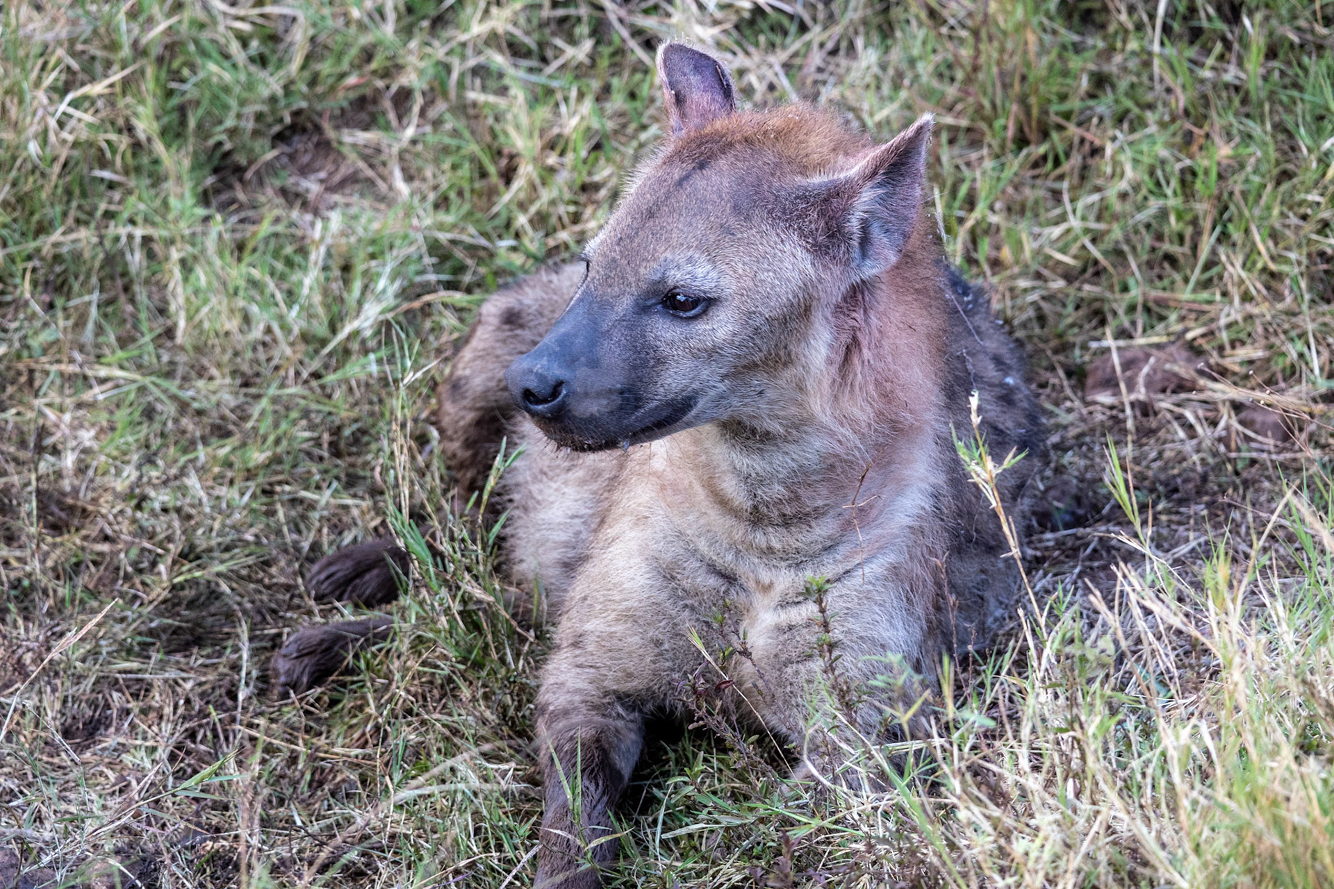 A hyena at rest by the roadside, her gaze calm and contemplative amidst the Maasai Mara grasslands.
