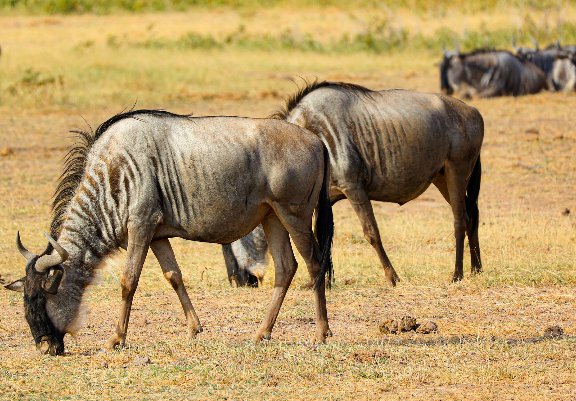While two wildebeest engage in their hearty meal amidst the verdant plains, others take a moment to rest, painting a peaceful scene of life in the Kenyan wilderness.