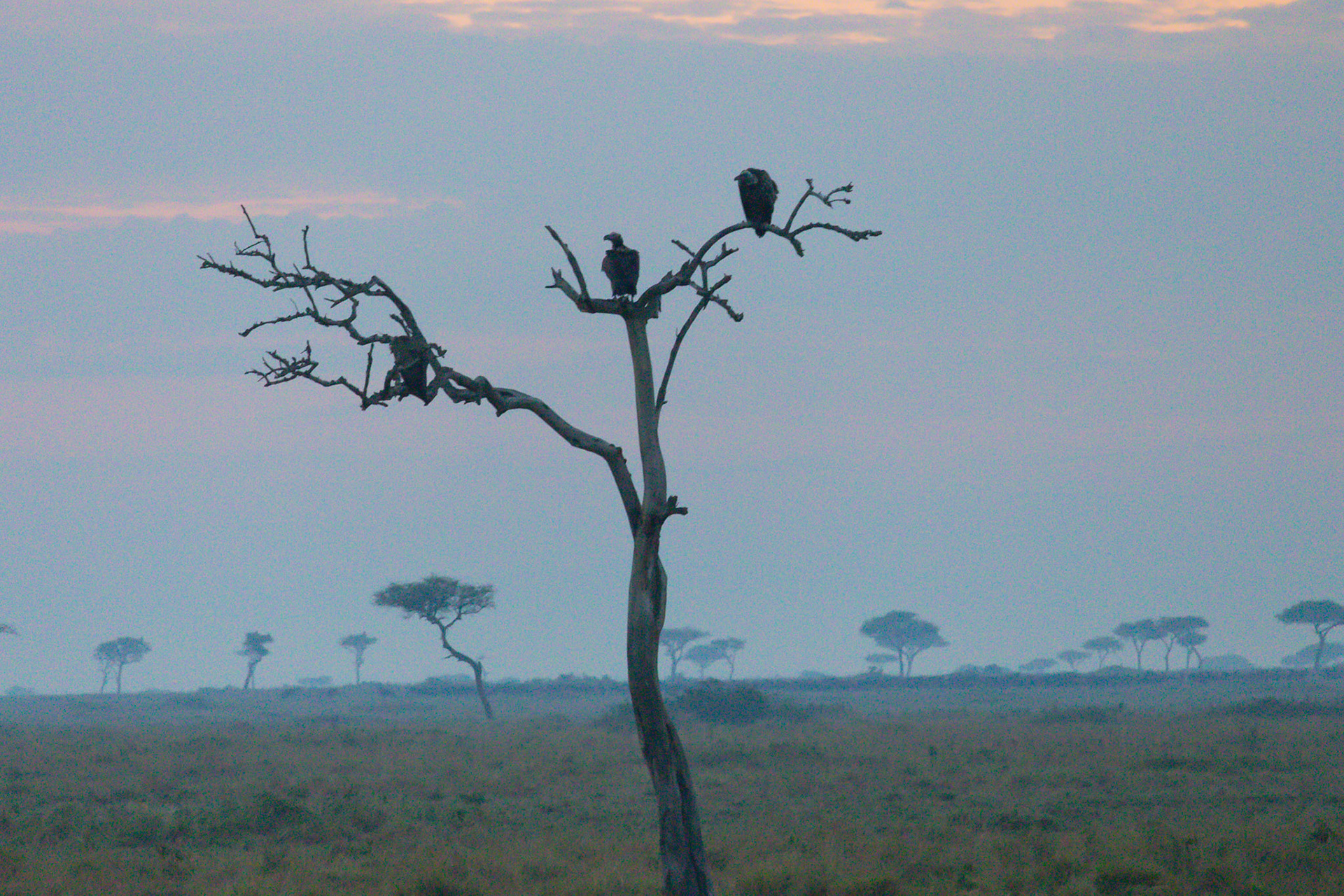 A lone, leafless tree stands amidst the misty savannah, crowned by vigilant vultures awaiting the day