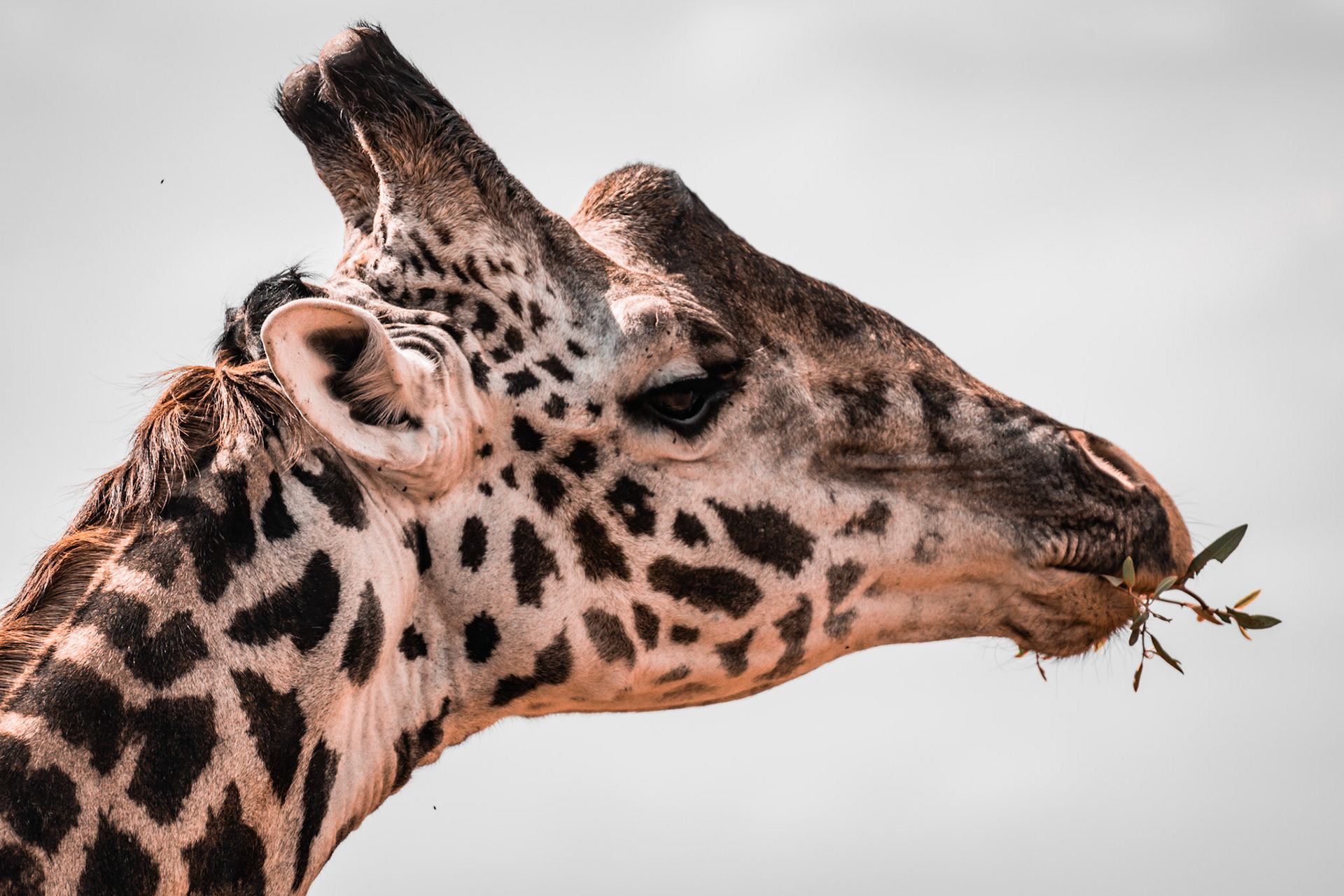 A giraffe gracefully snacks on a bush, the simplicity of her meal captured in this intimate portrait.