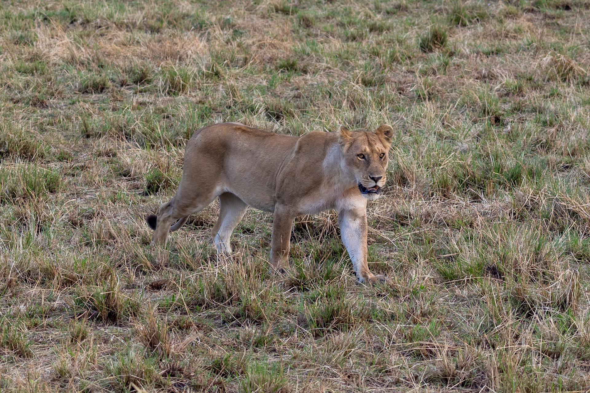 Captured in motion, her gaze intense and purposeful, a portrait of raw power and elegance.