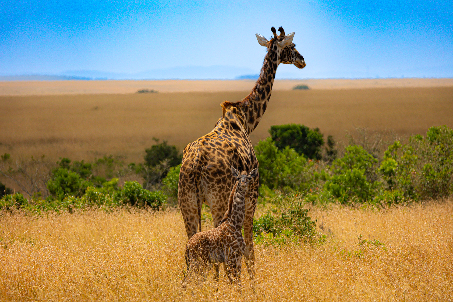 Endless horizons in Maasai Mara with a special mother and baby giraffe moment captured in its vastness.