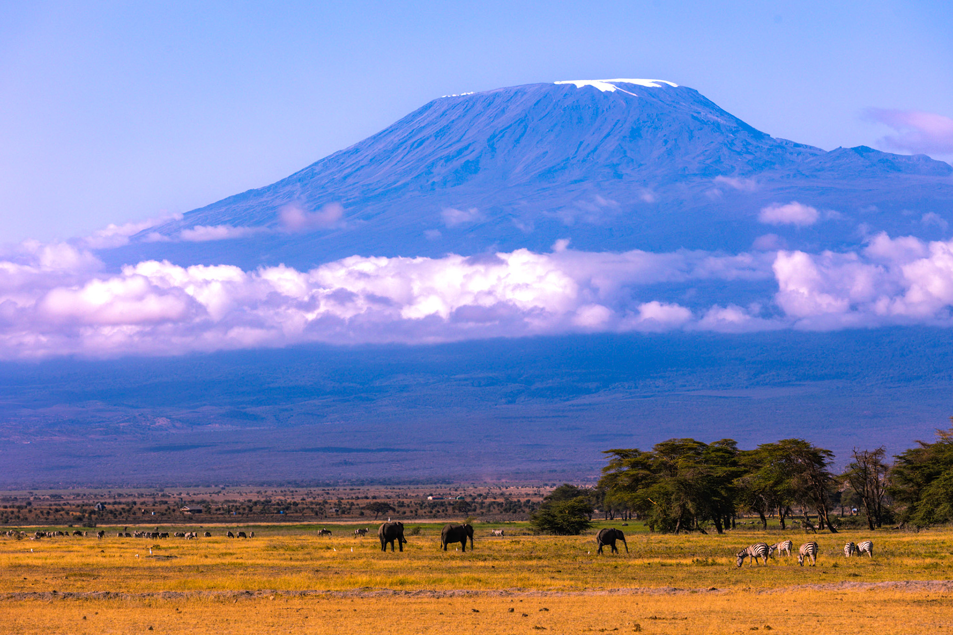With its peak veiled in clouds, the majestic Mt. Kilimanjaro stands as a timeless backdrop to a rich tapestry of elephants, zebras, and various wildlife. These denizens of the plains, in their natural habitat, seem to pay homage to the grandeur of Africa's highest mountain.
