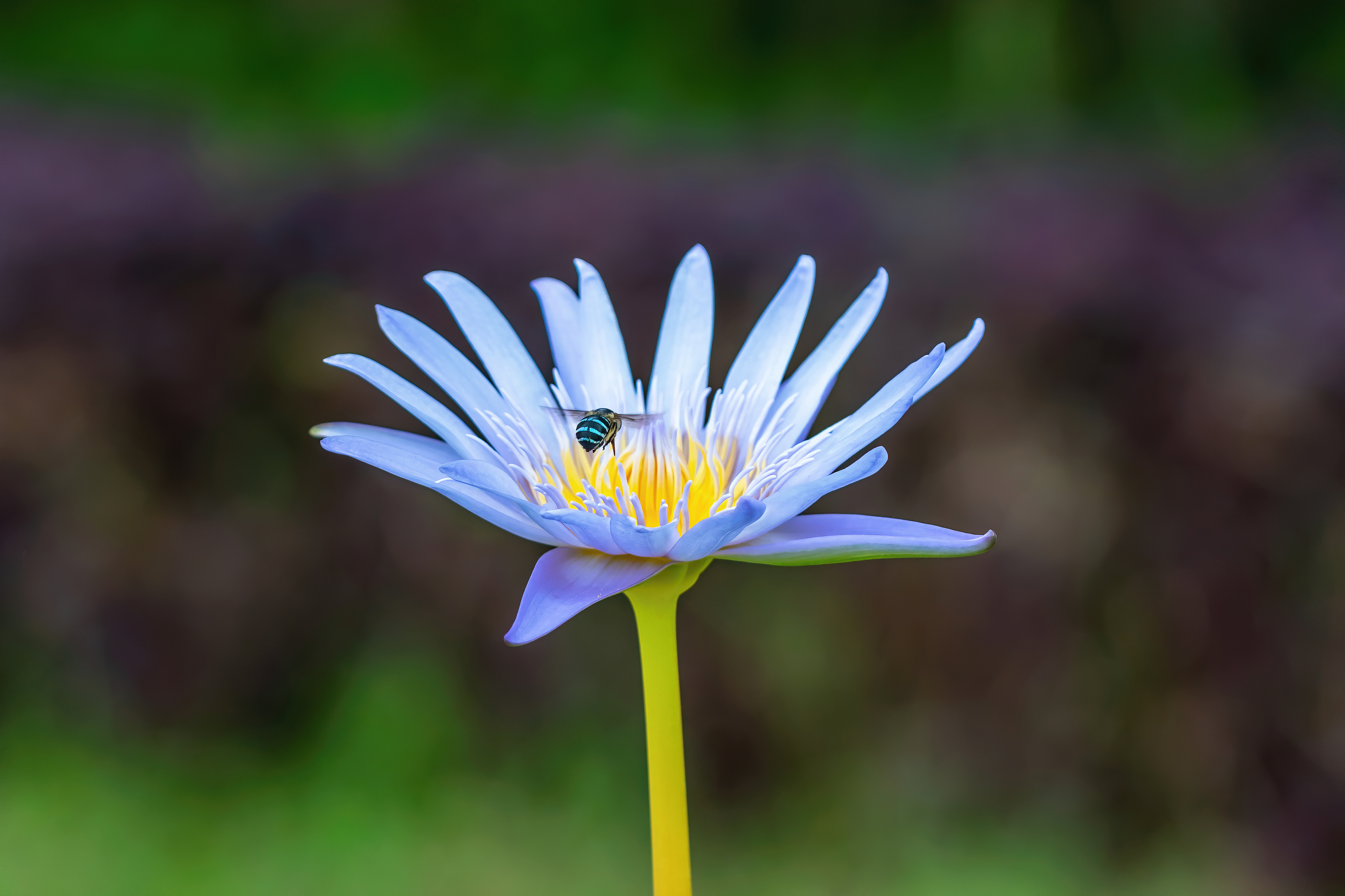 Blue Banded Bee on Blue Lotus
