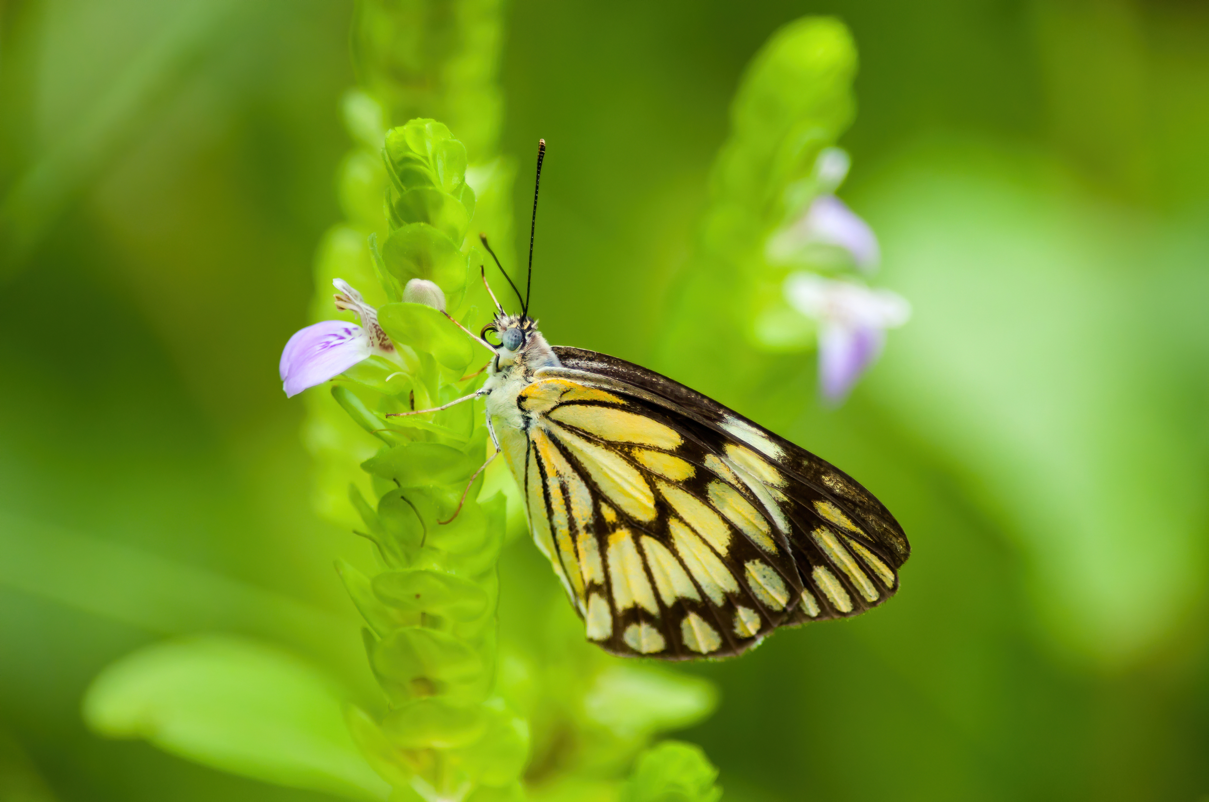 Common Jezebel