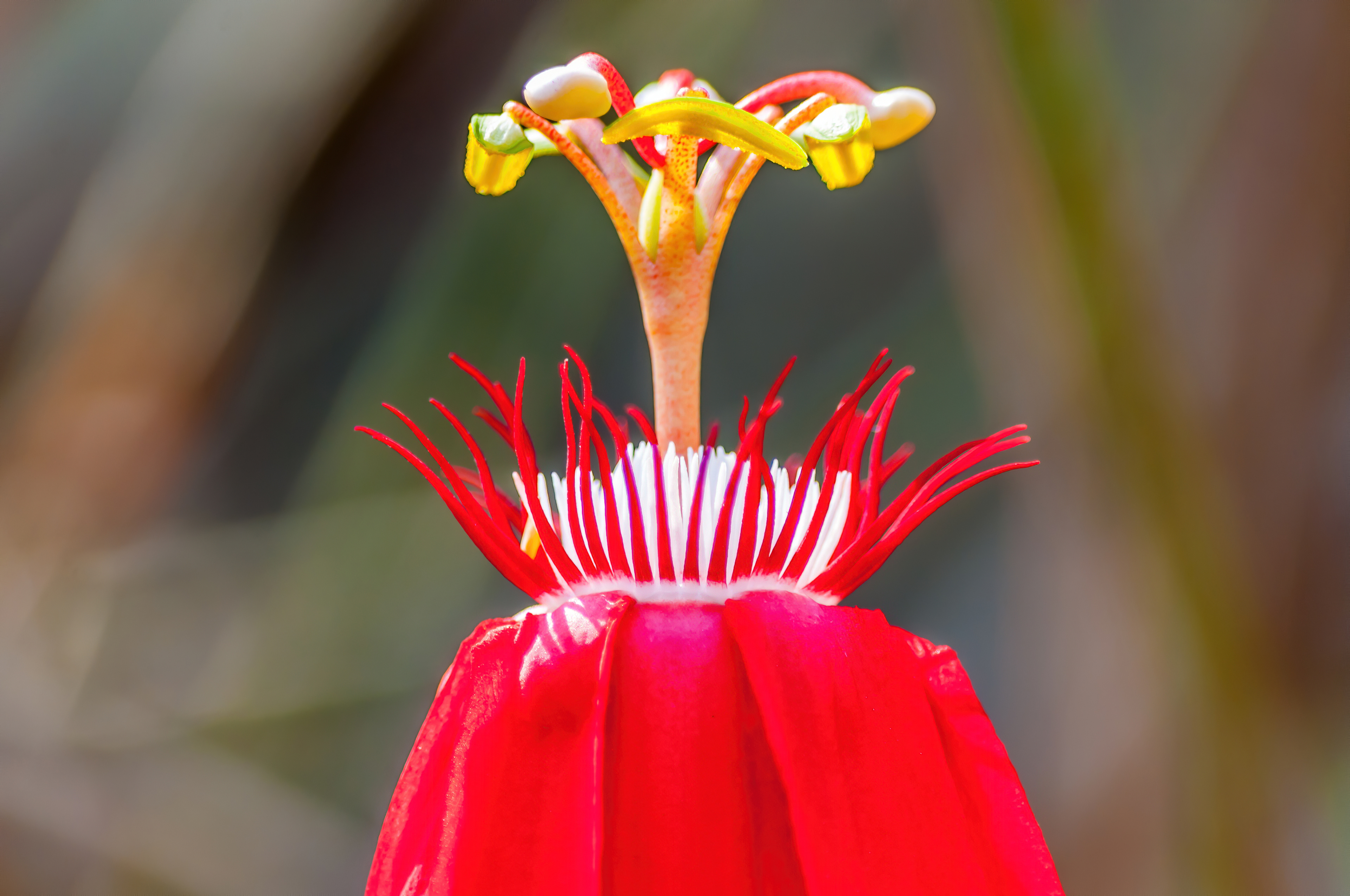 Red Archid