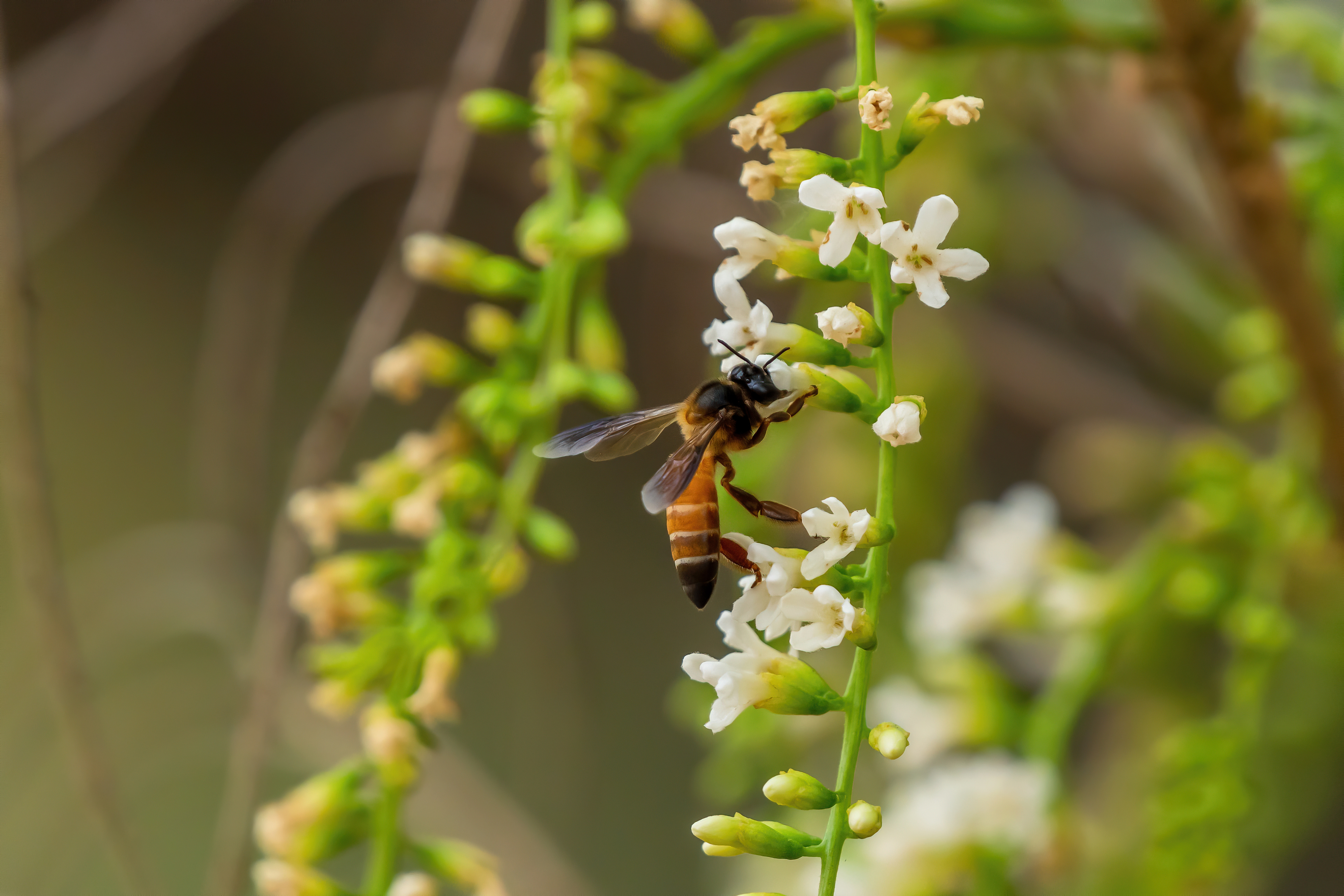 Honeylicious