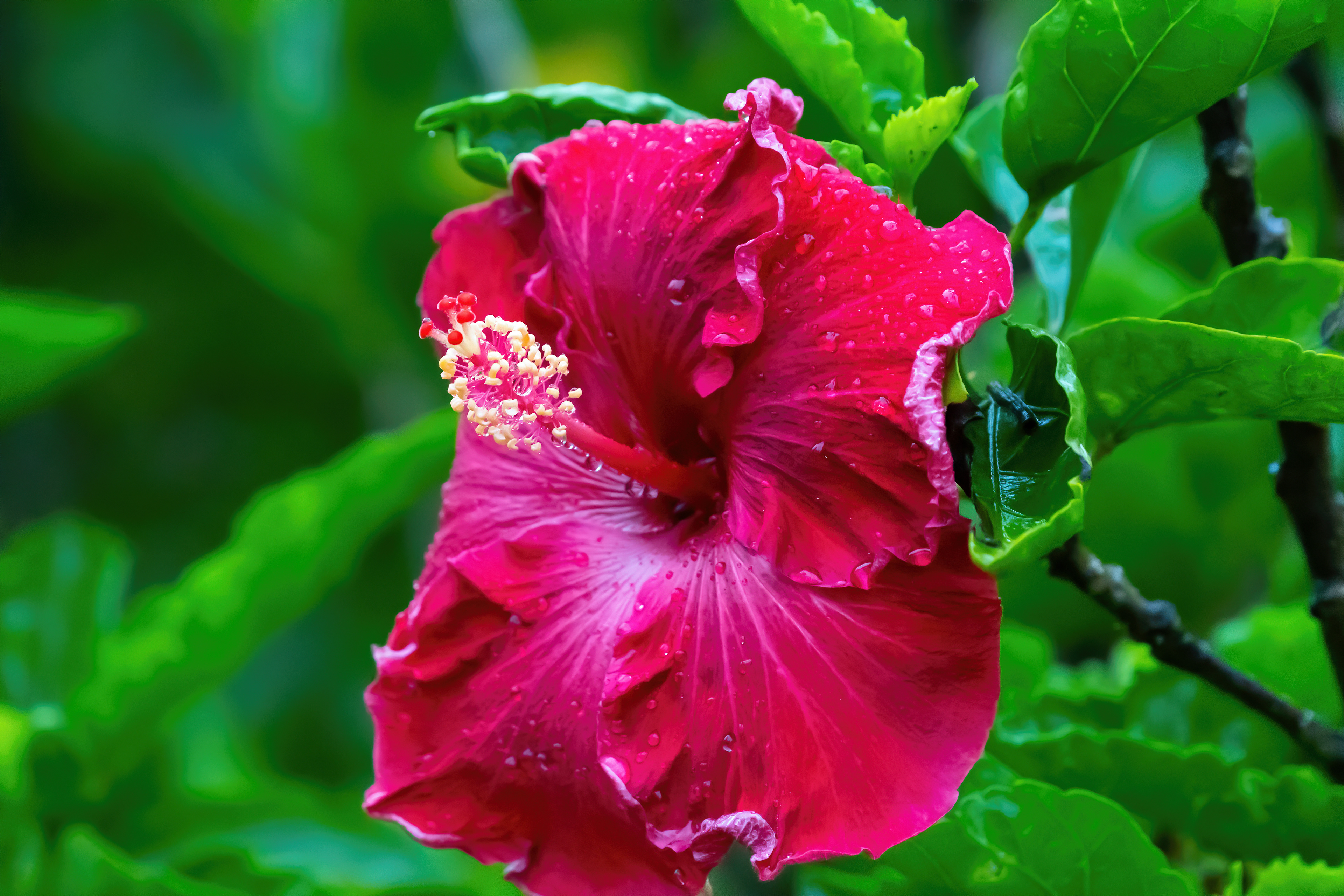 Drenched Red
