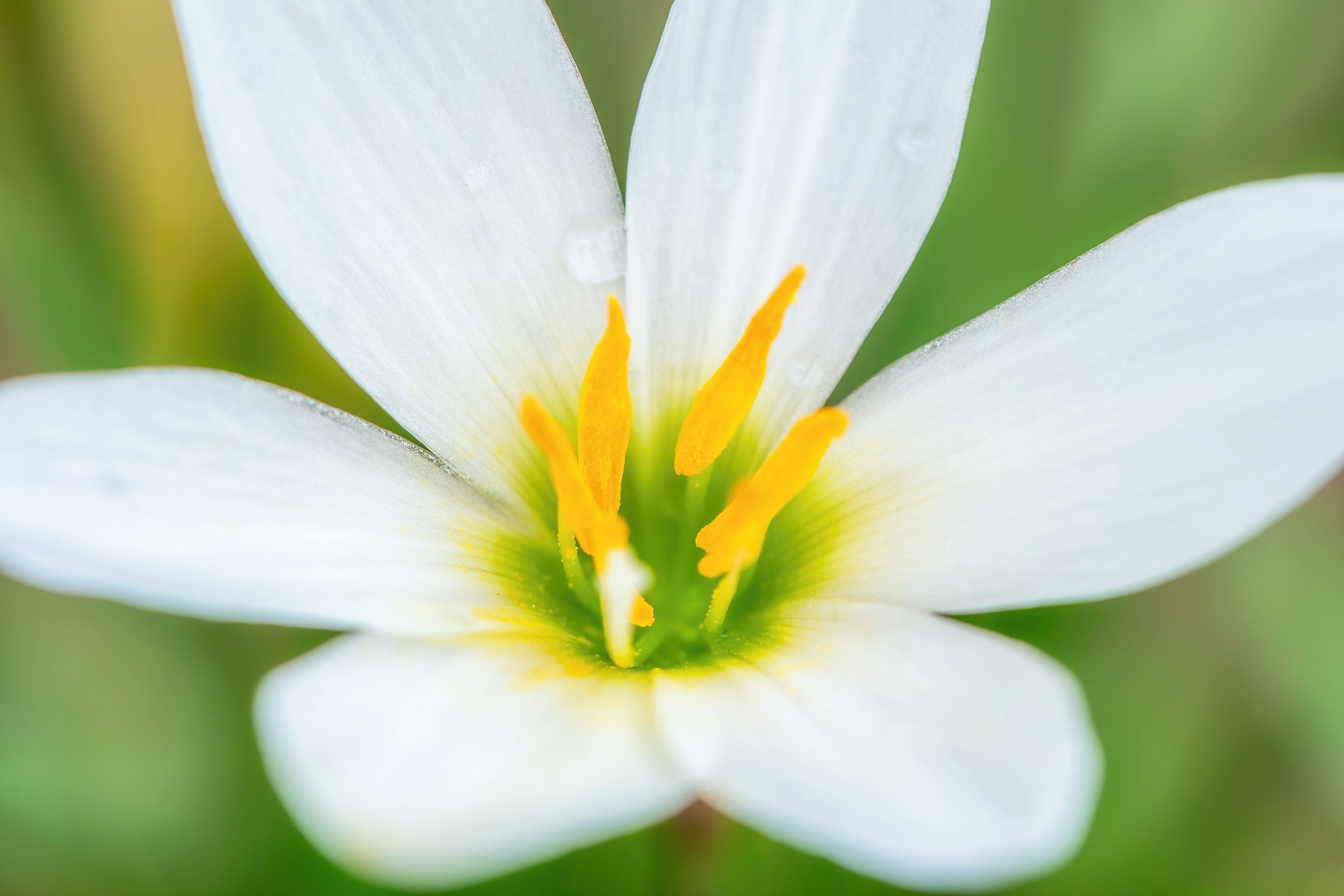 Ready for Pollination