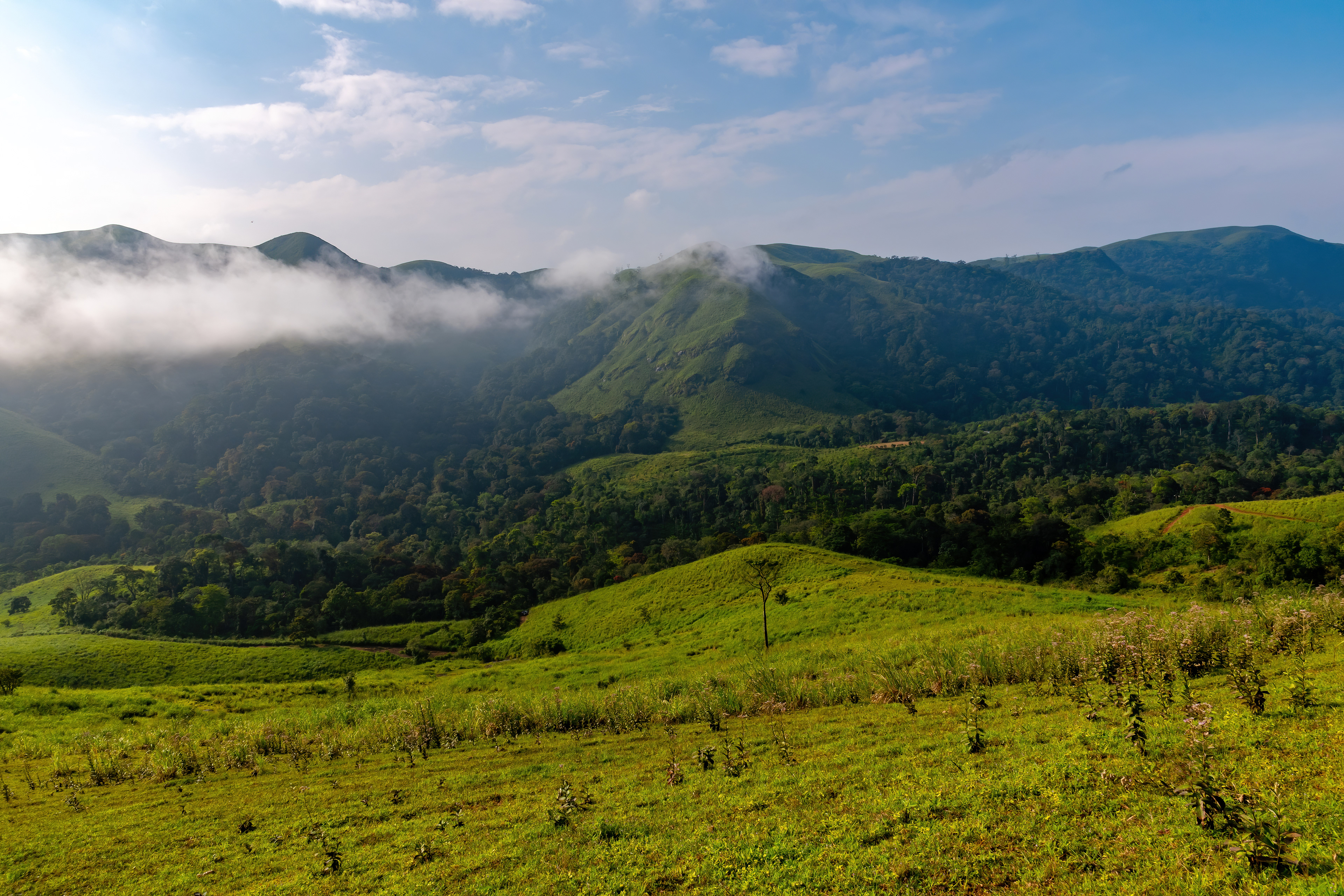 Foggy Green Hills