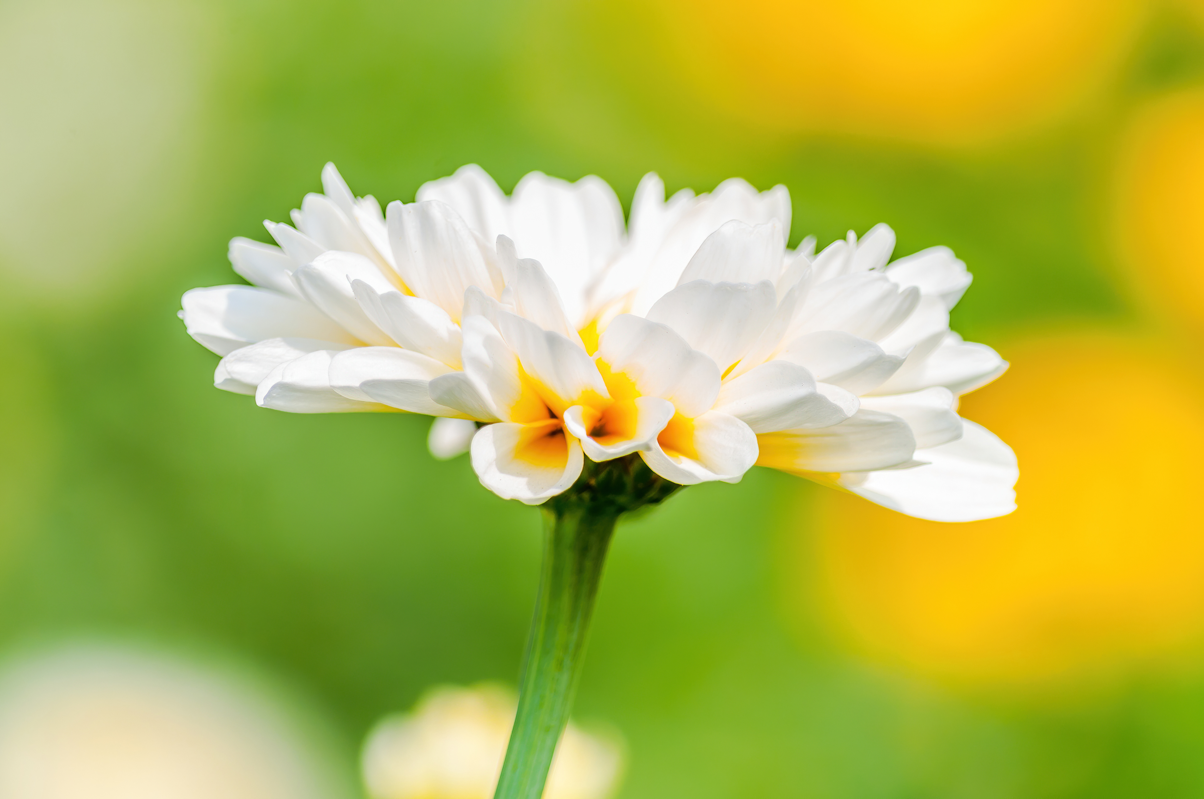 Hues of Spring