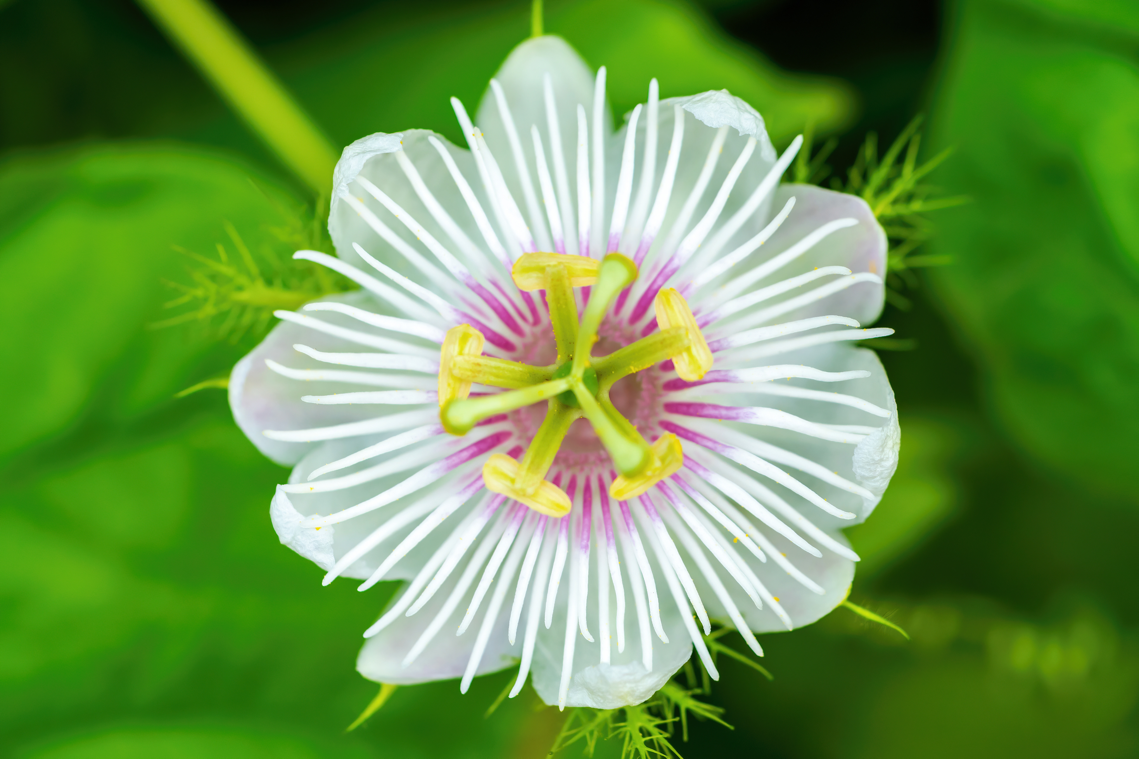 Symmetry in Nature