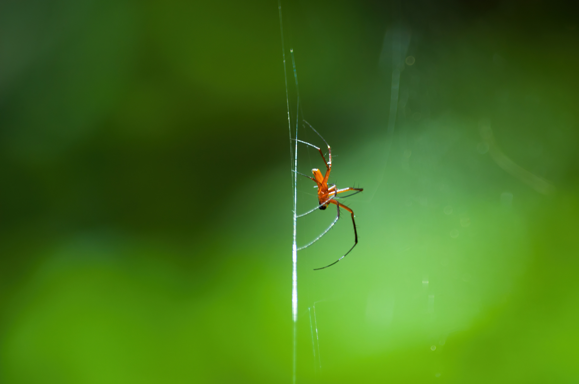 Spider Stroll