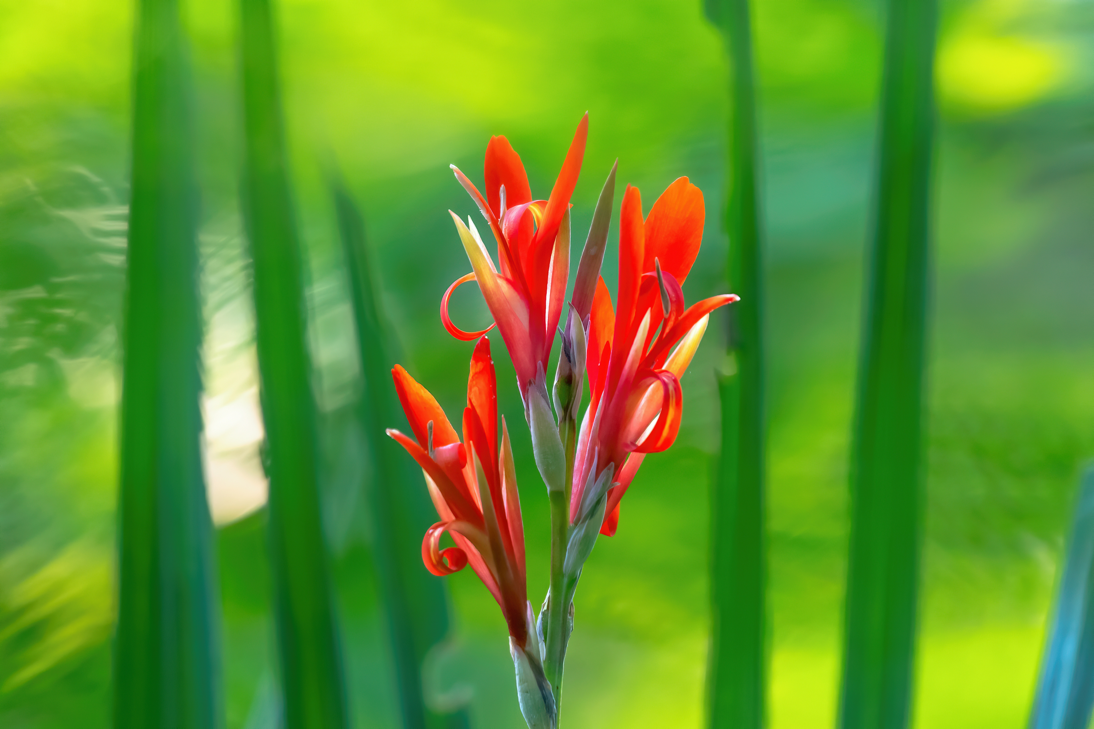 Streak of Red on Green Canvas