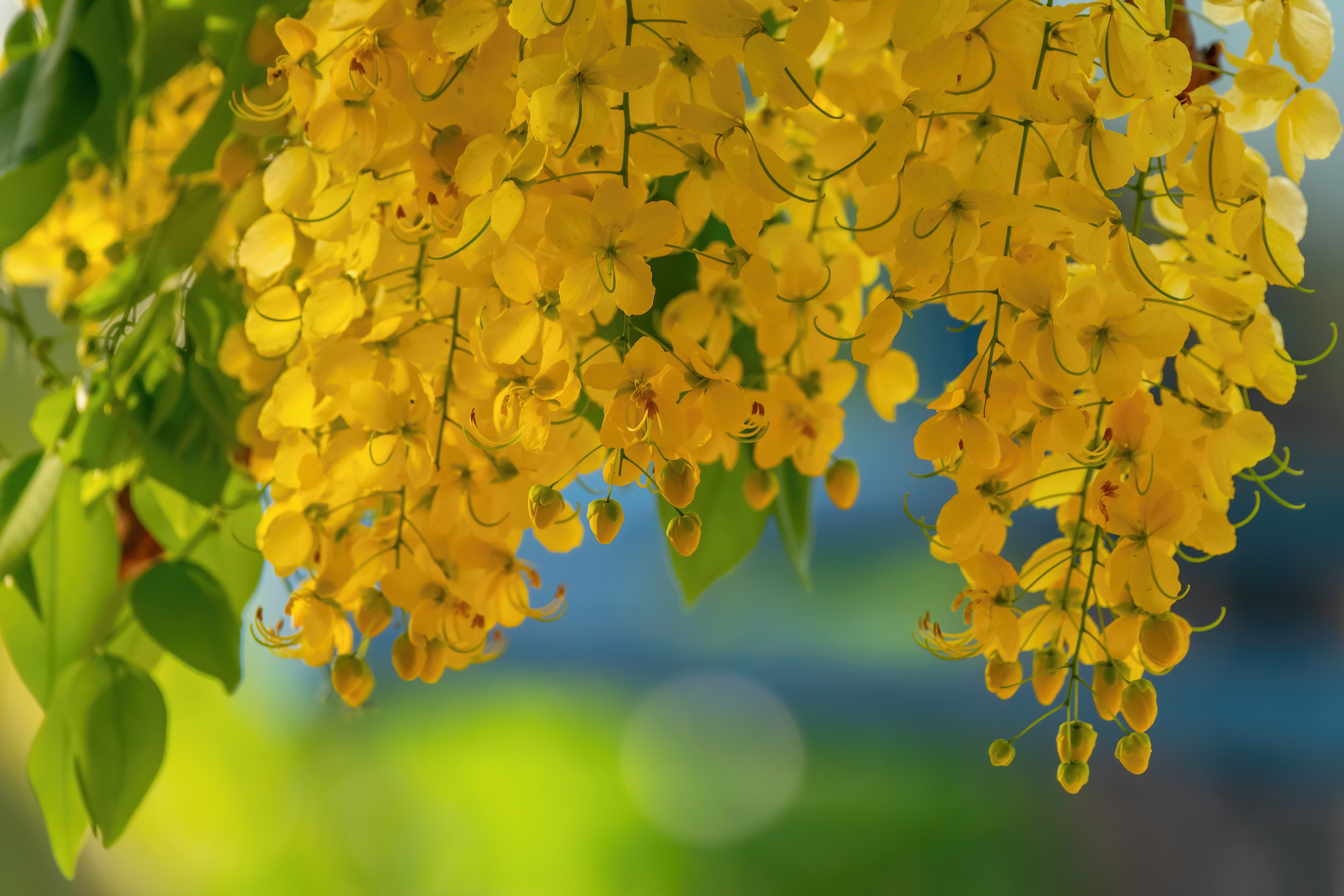 Dangling Yellows