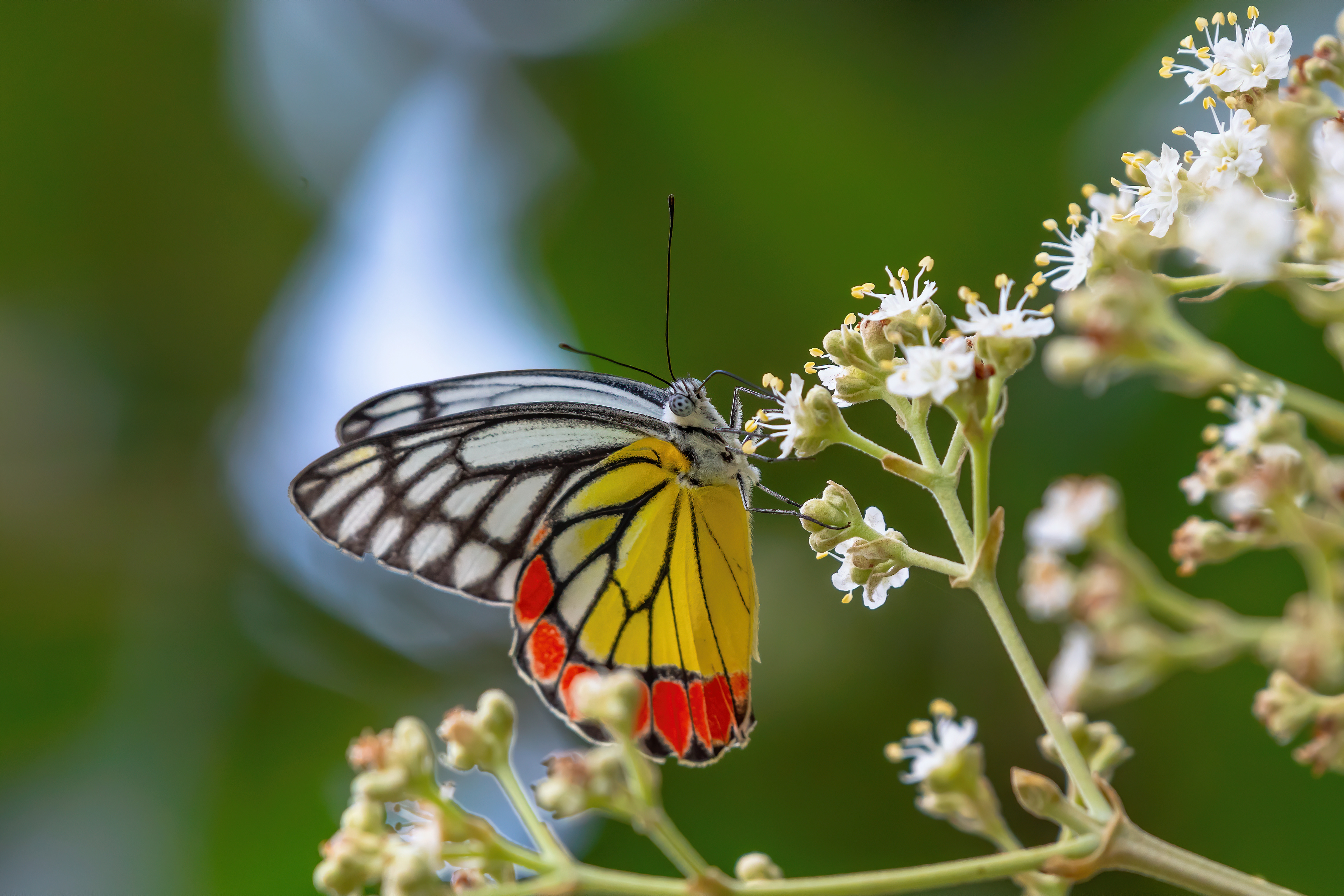 Curious Jezebel