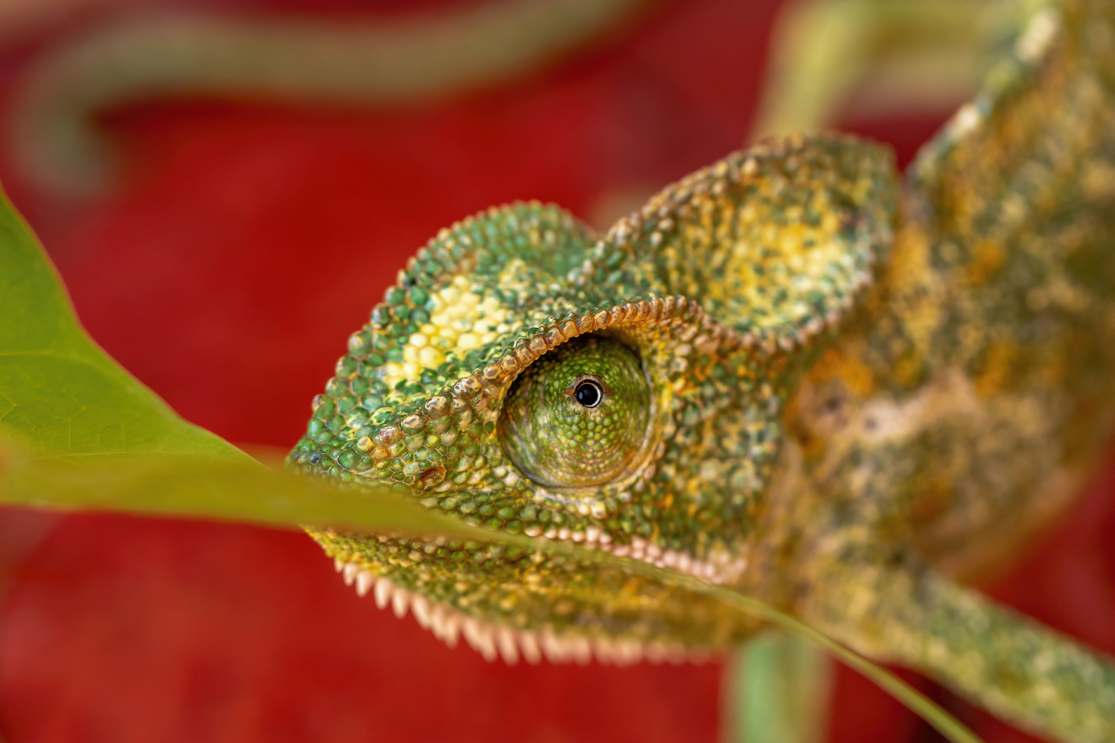 Moving Eye