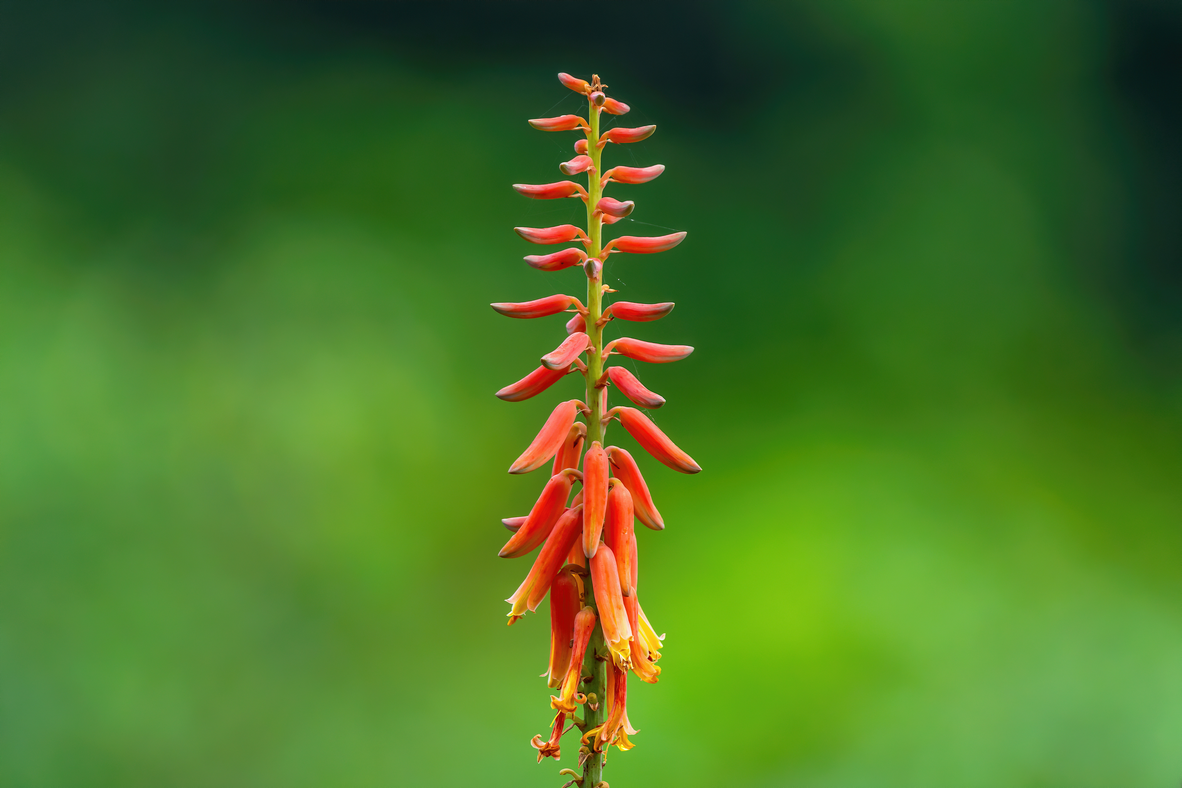 Orange Orchid