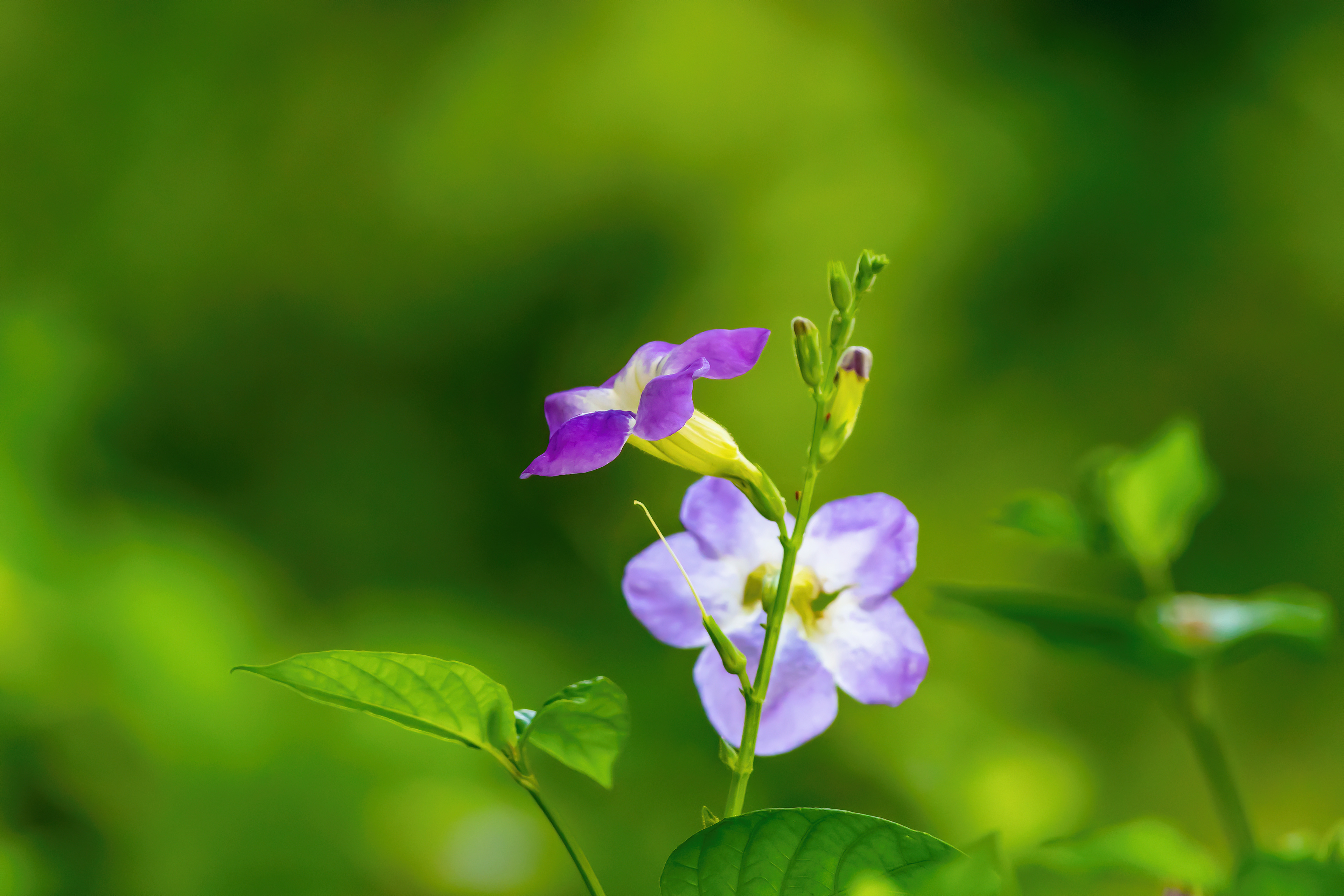 The Prim Violets