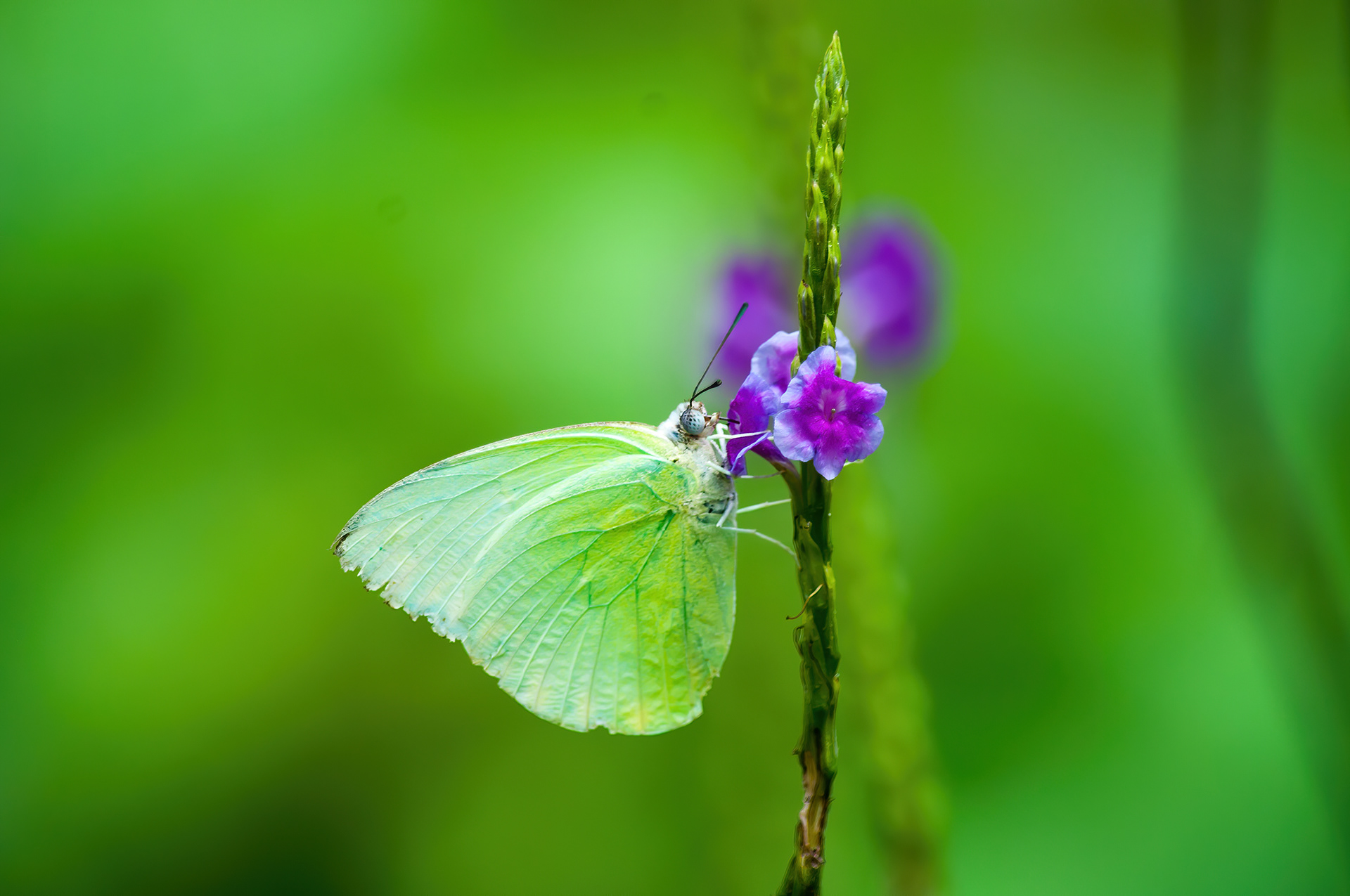 Cabbage White