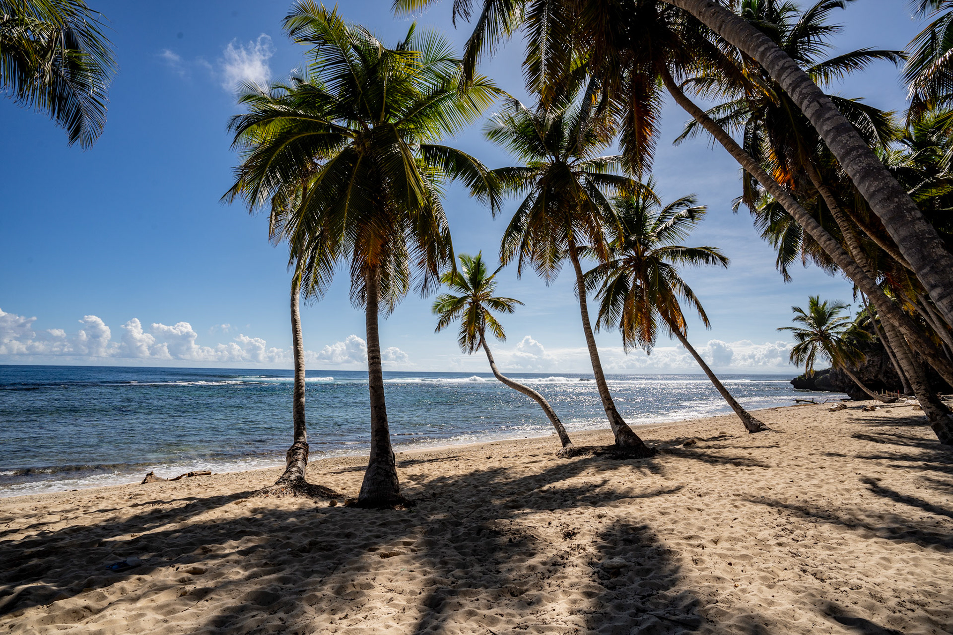 Palm Trees – Caribbean Beach