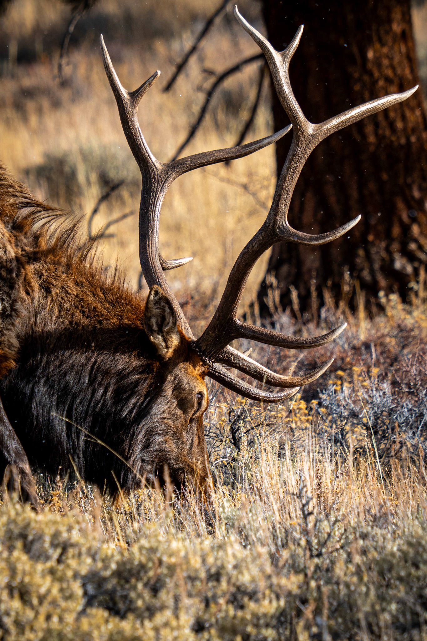 Rocky Mountain Elk – Majestic elk standing in the wild landscape of the Rocky Mountains.