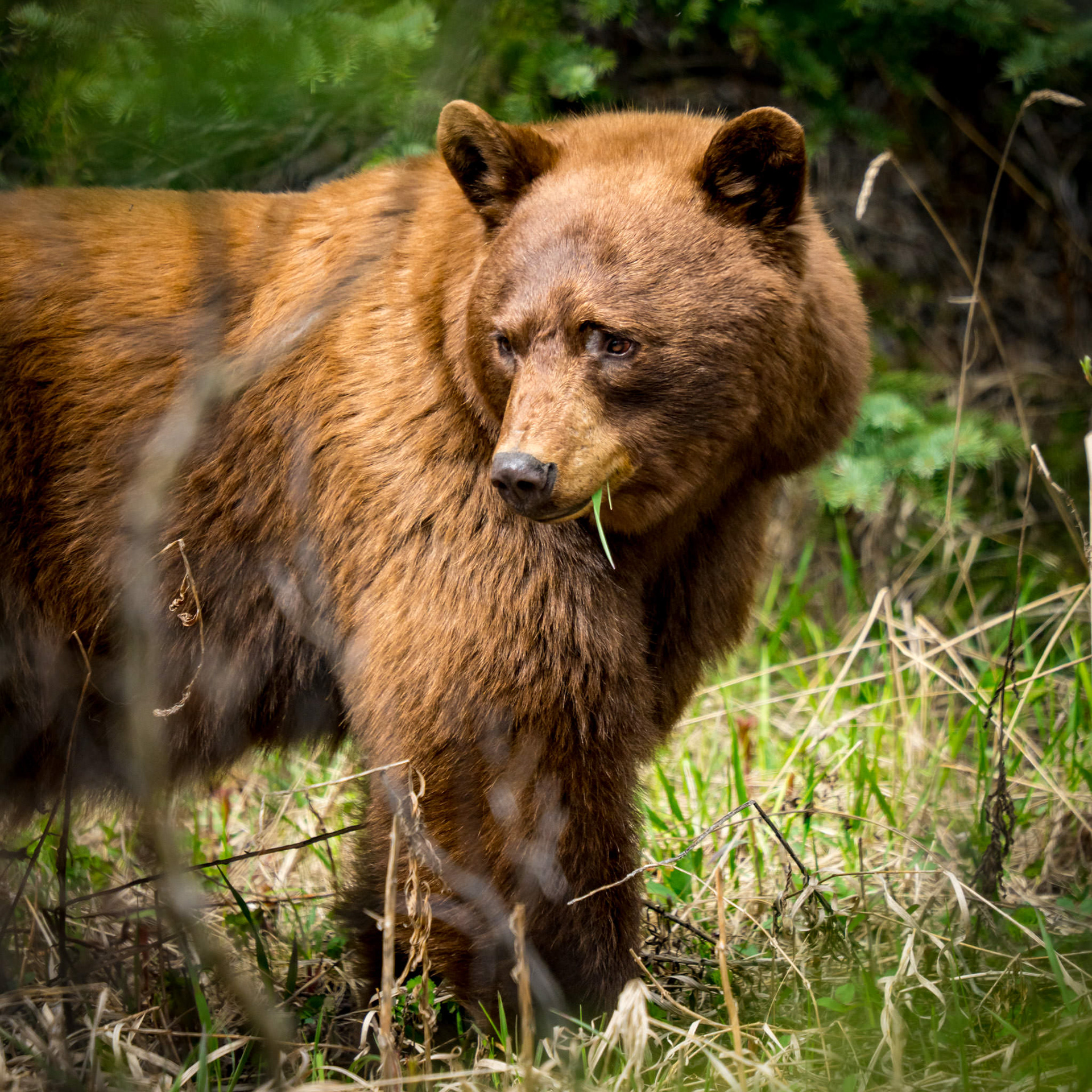 Canadian Brown Bear – Wild brown bear captured in the forests of Canada.