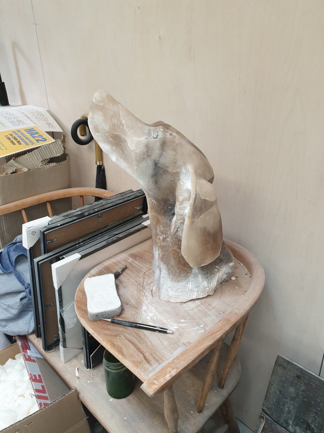 Weimaraner being polished