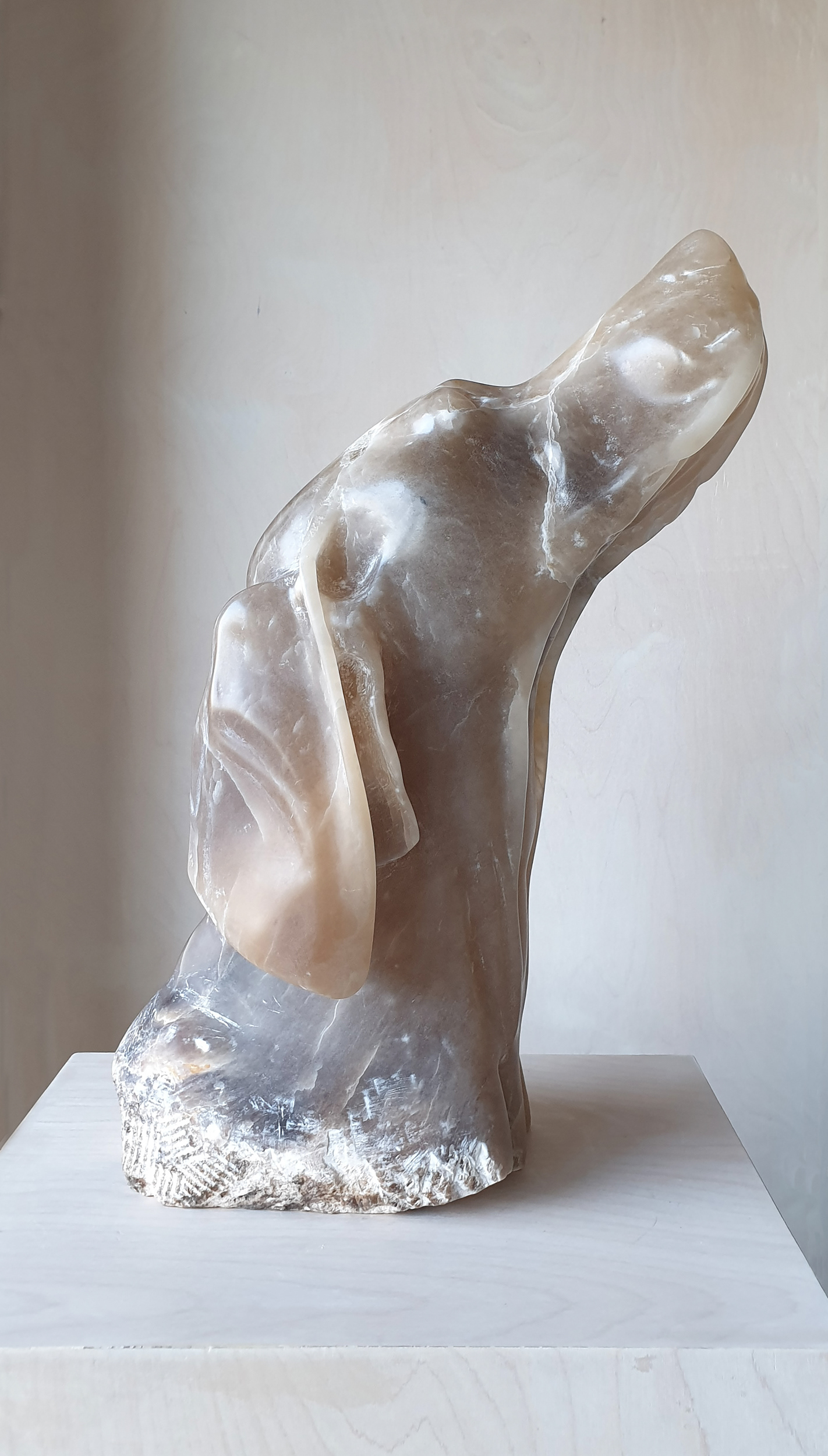 Weimaraner Complete
