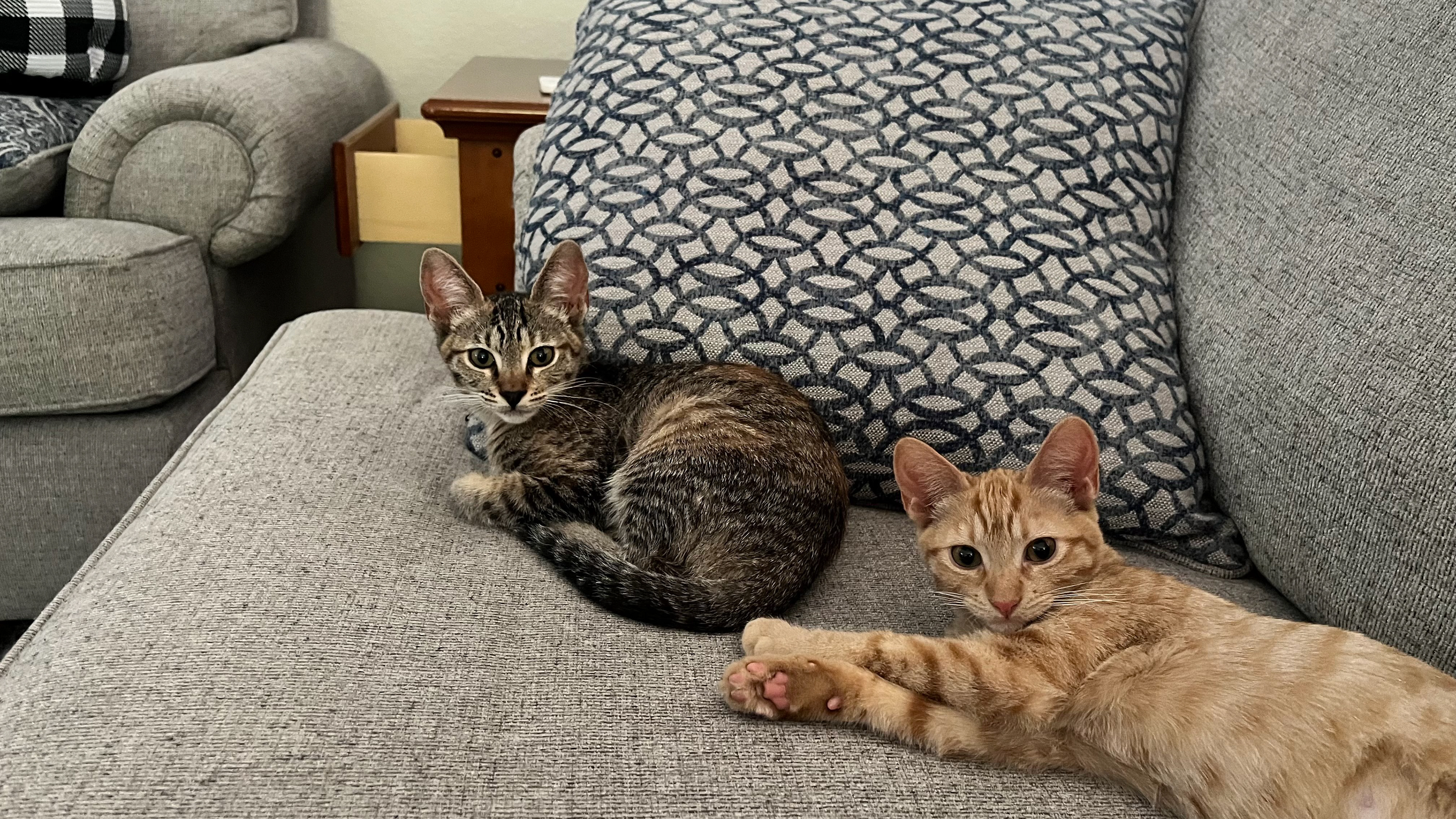 Our new kittens Jan 2025 - Names TBD