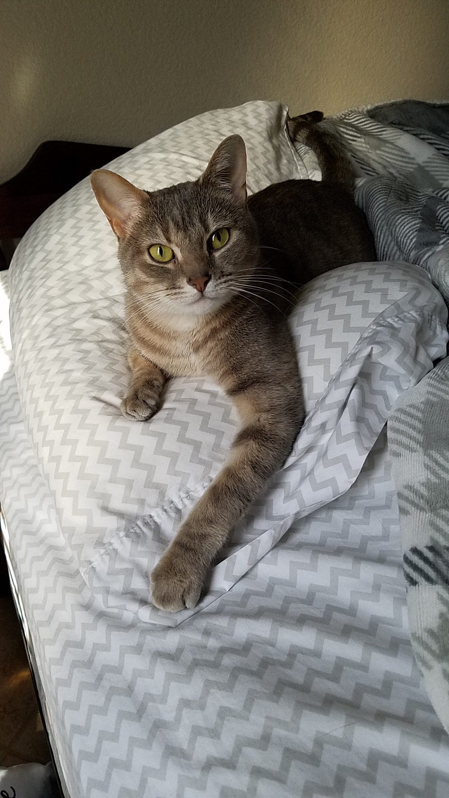 Betty - 4 years old and still cute as ever. What a model!