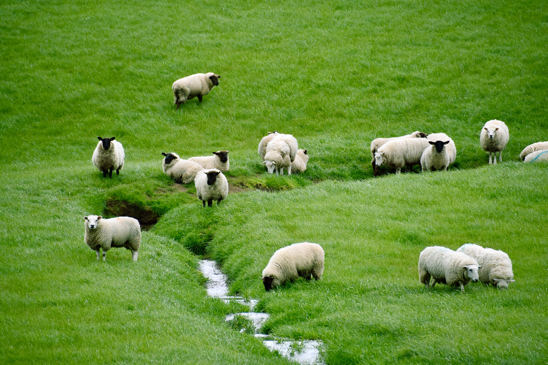The sheep of Wales