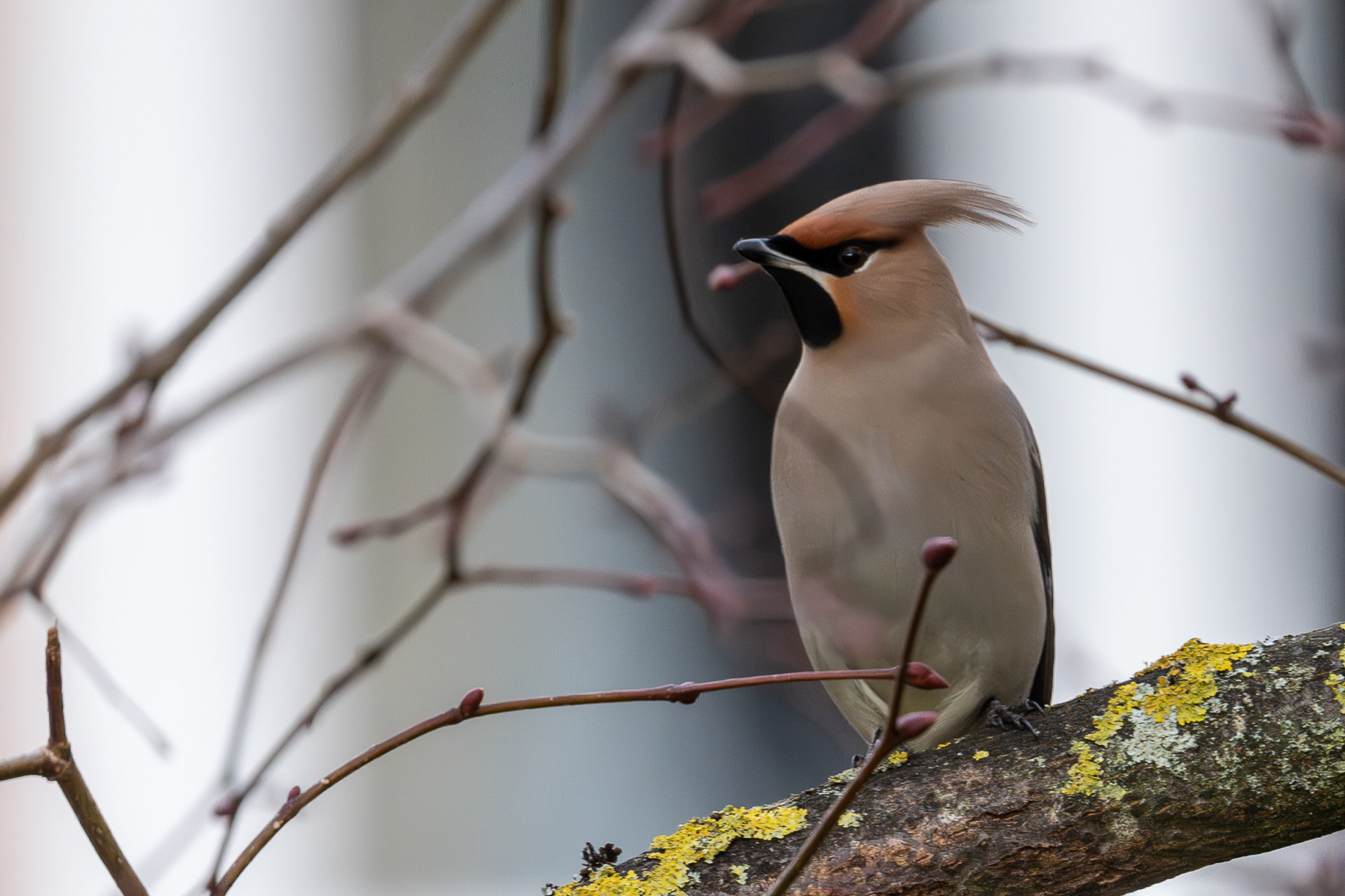 Waxwing at Guarlford, near Malvern