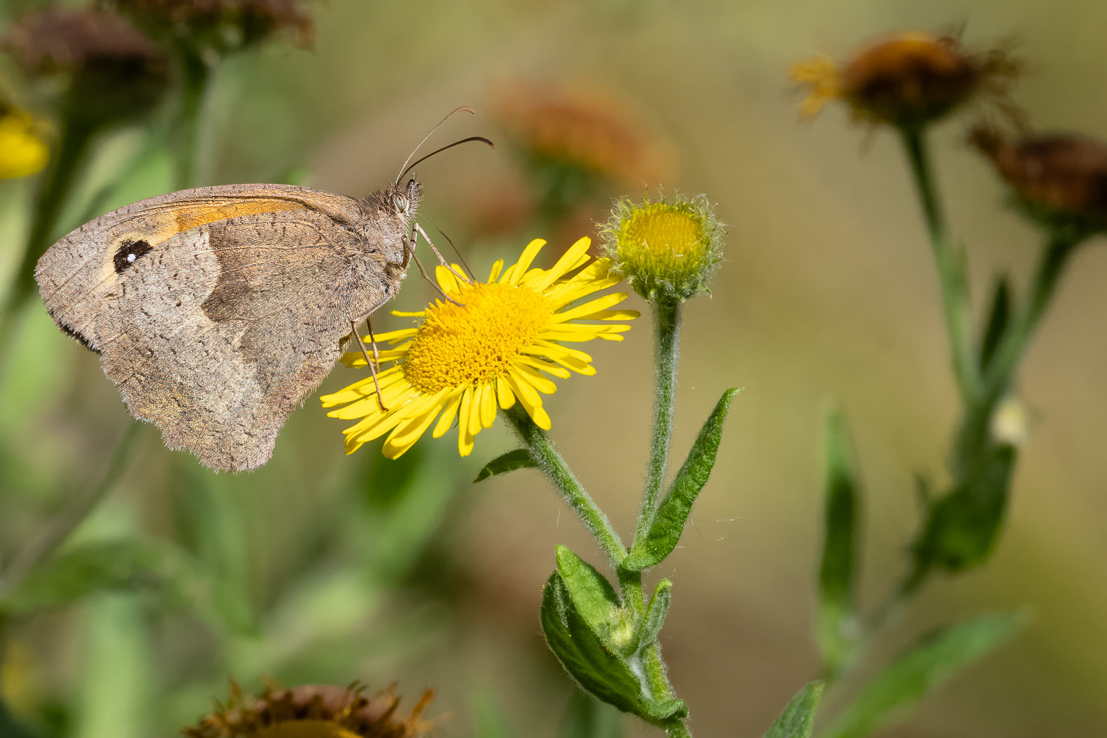 Meadow Brown Butterfly