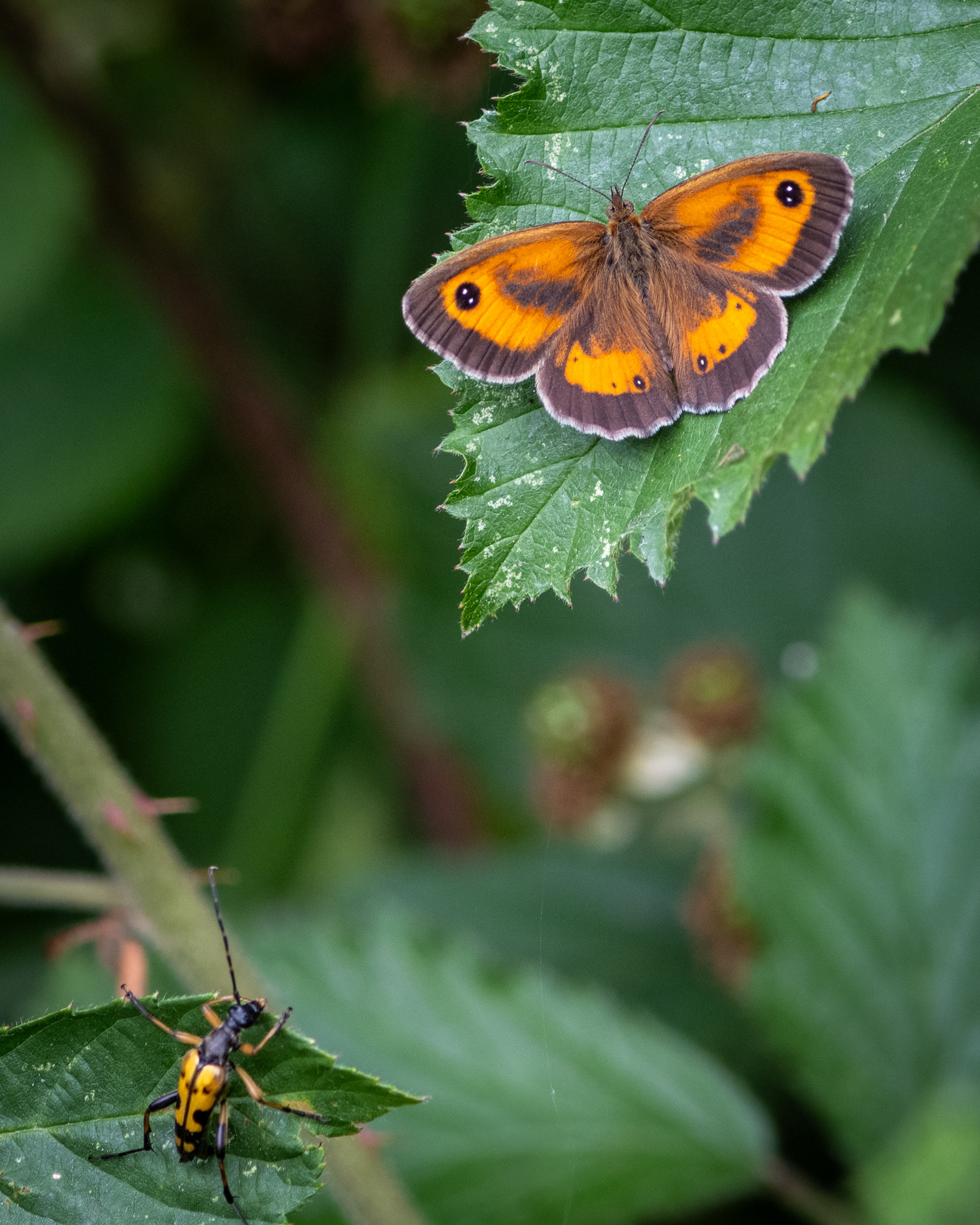 Black and Yellow Longhorn and Gatekeeper Butterfly