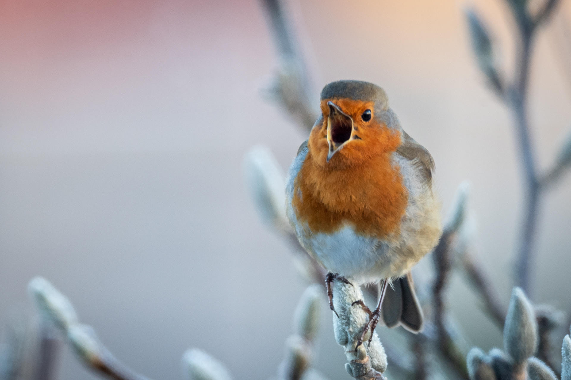 Singing Robin