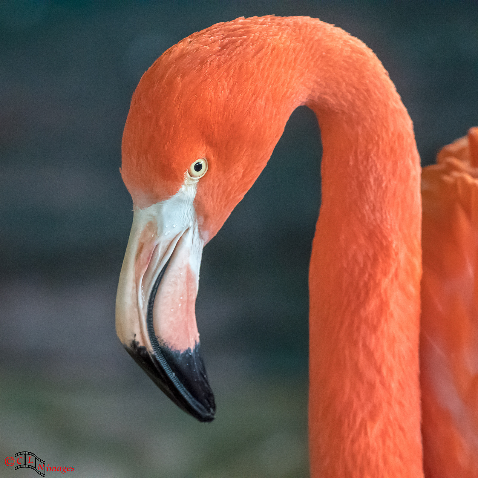 Flamingo, WWT Slimbridge