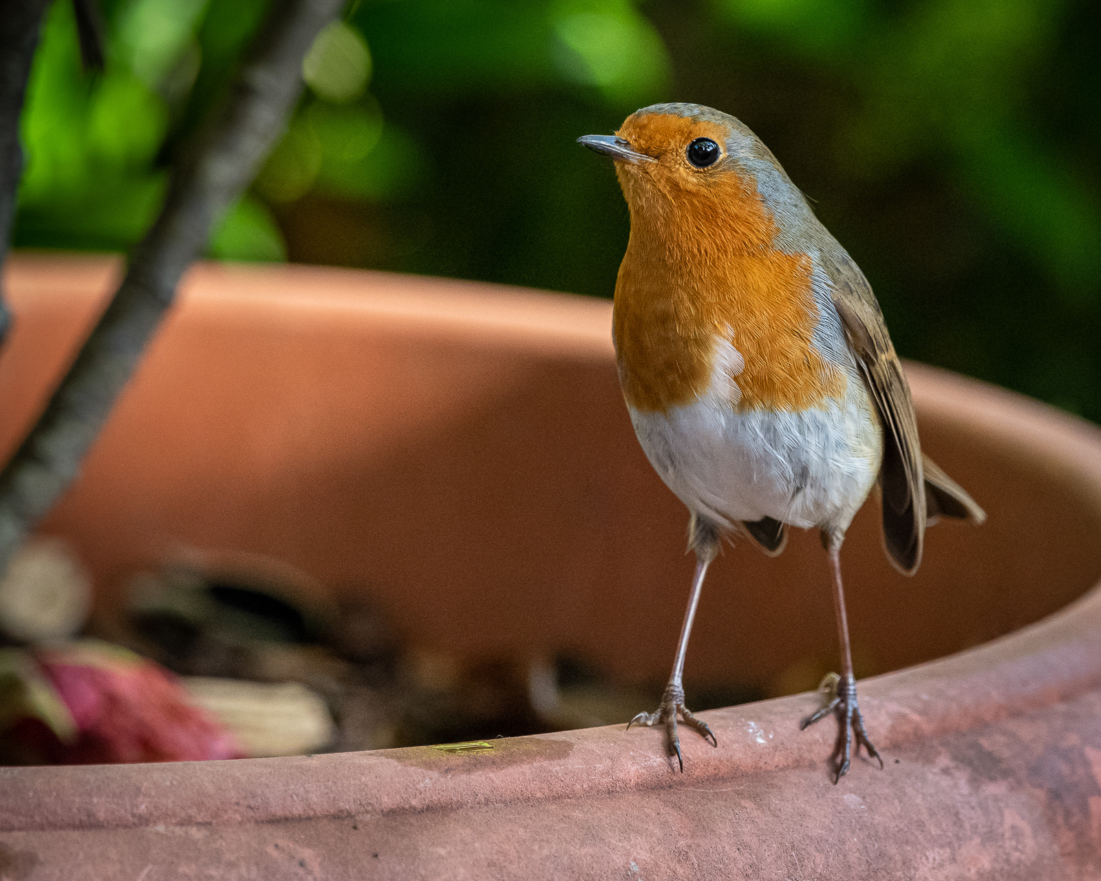 Robin