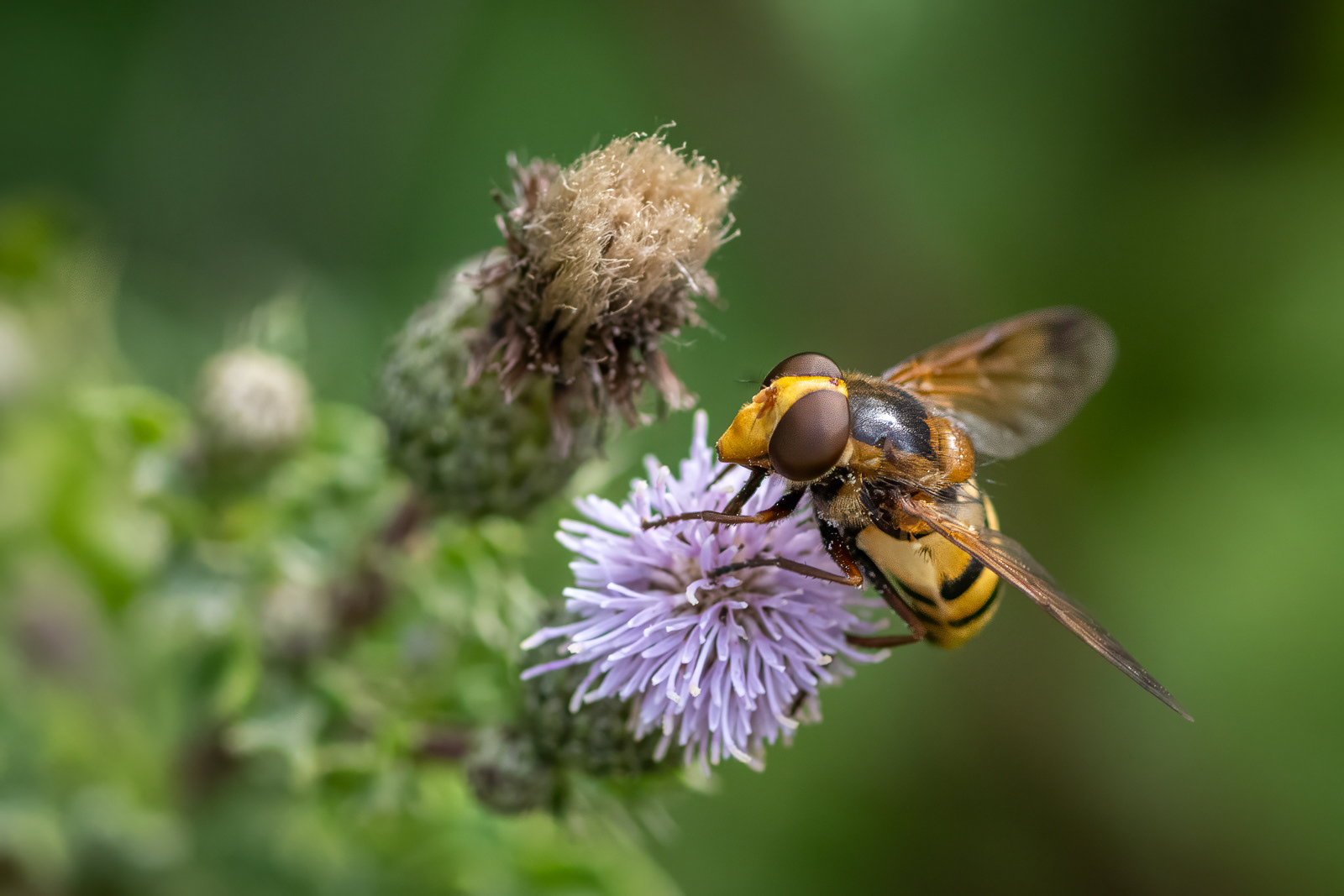Volucella inanis