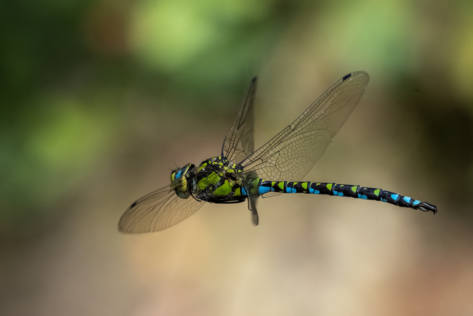 Southern Hawker Dragonfly