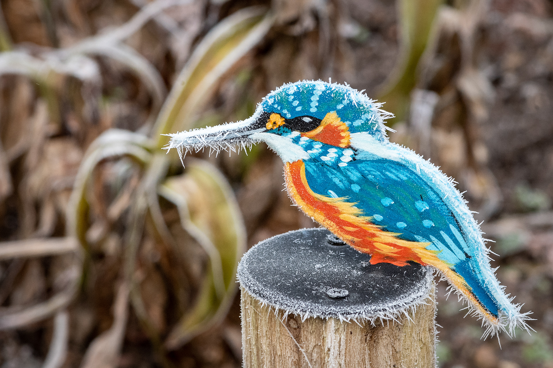 Frozen Art