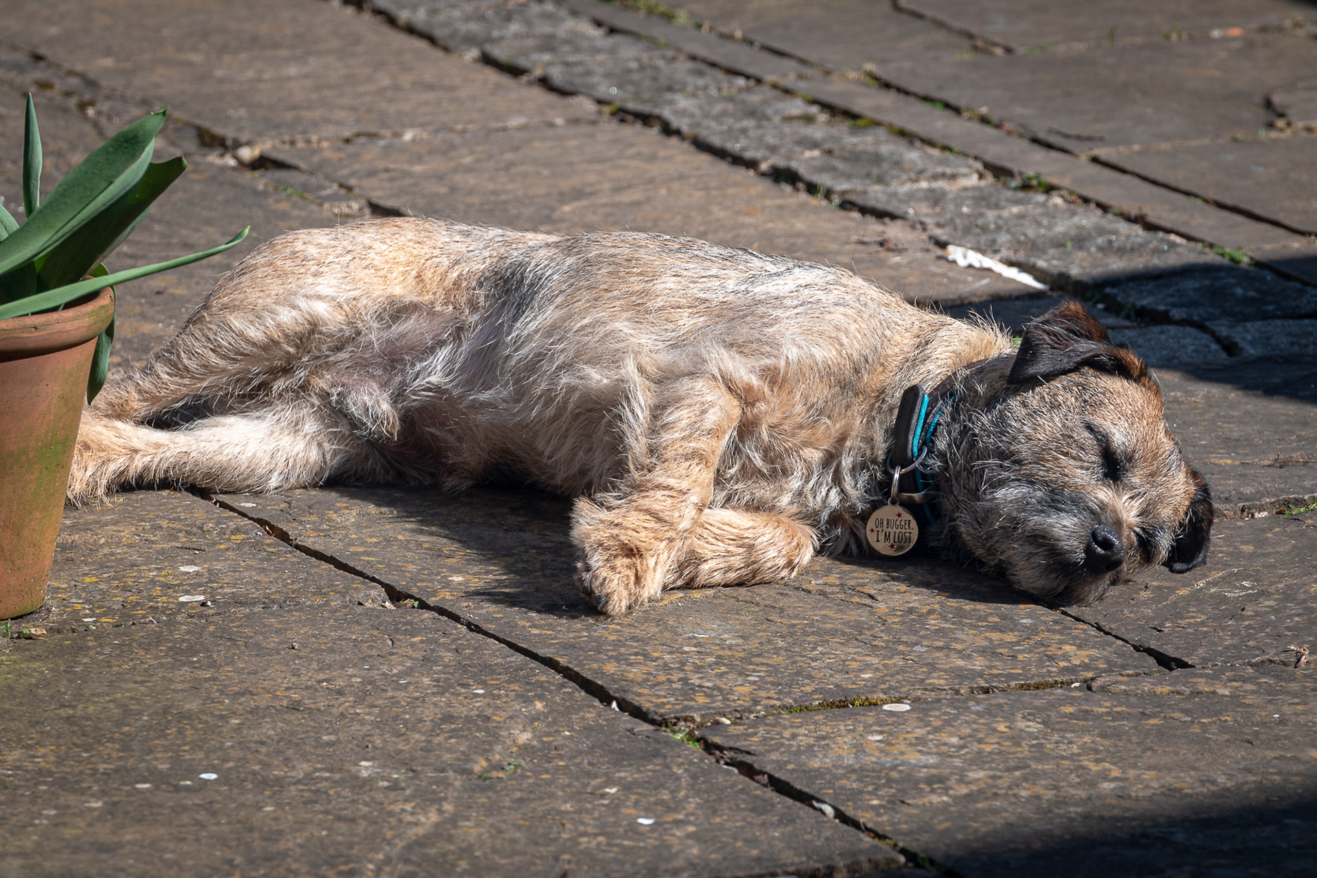 Sleeping Border Terrier