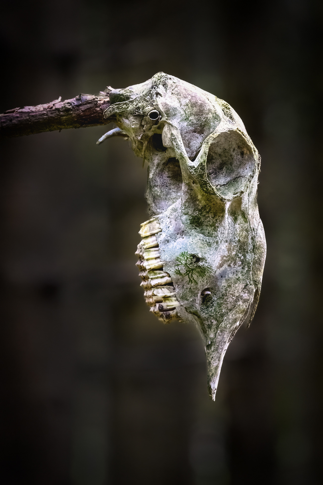 Sheep's skull in Nant Y Bedd Garden