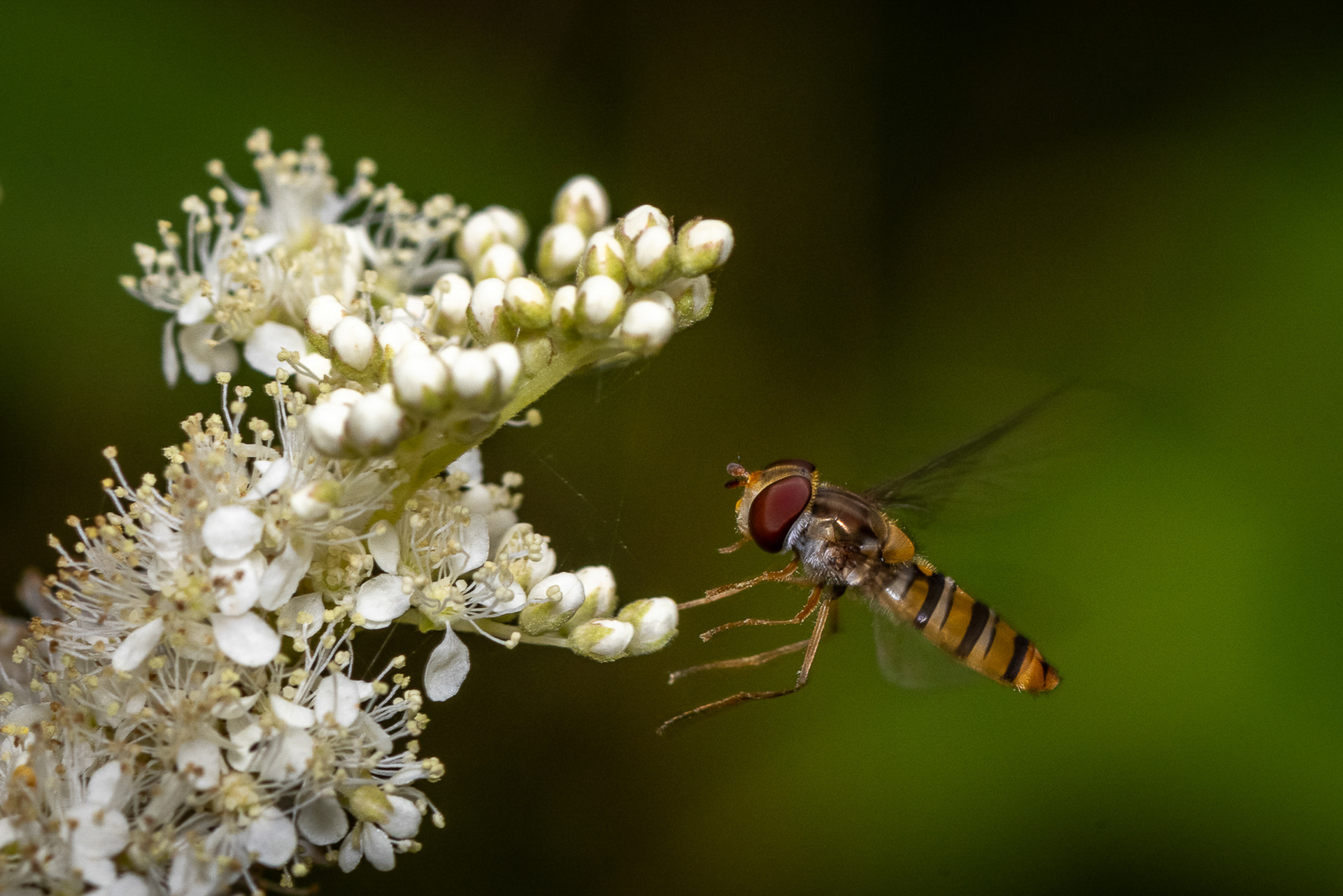 Hoverfly
