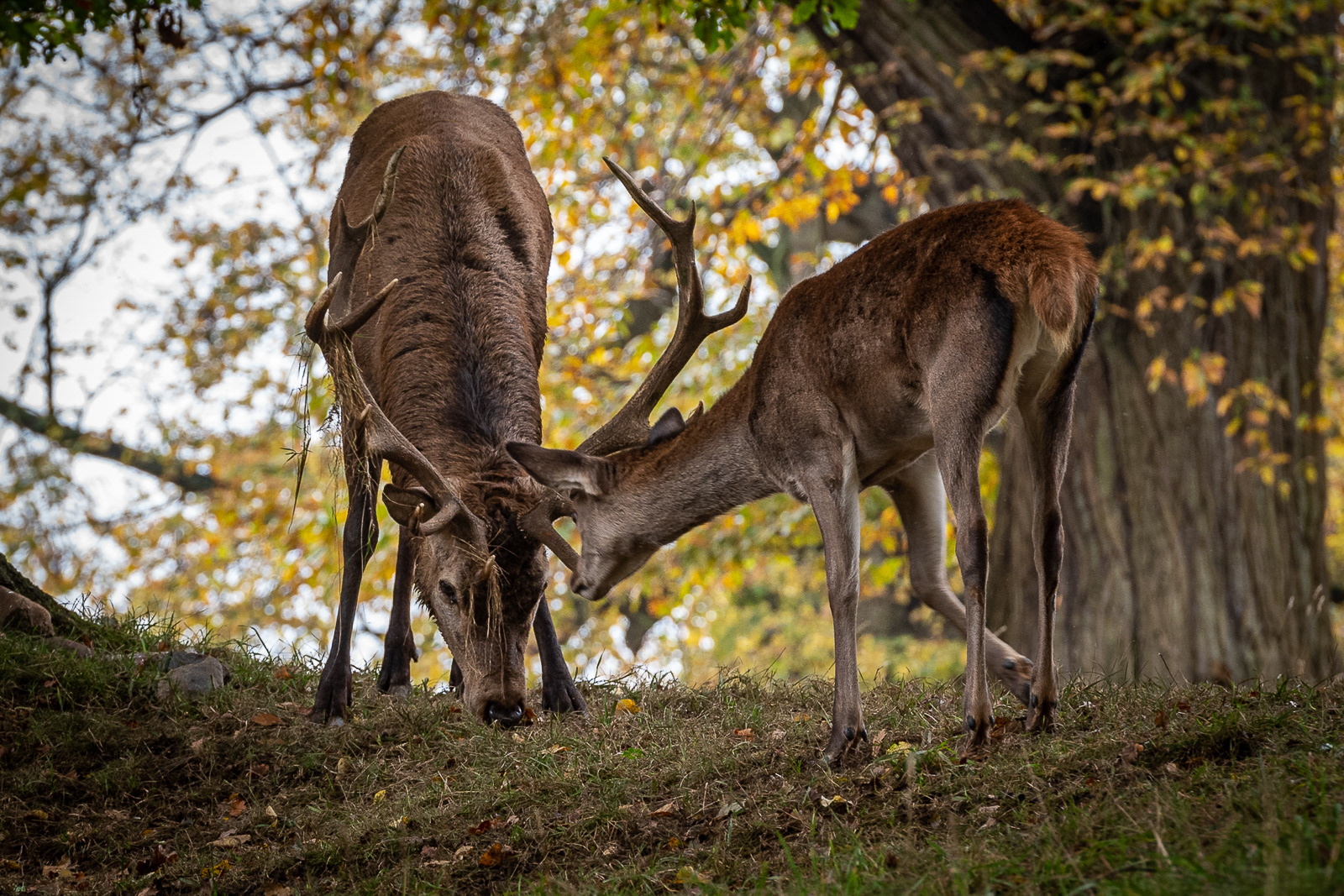 Deer Rut, Studley Royal Deer Park