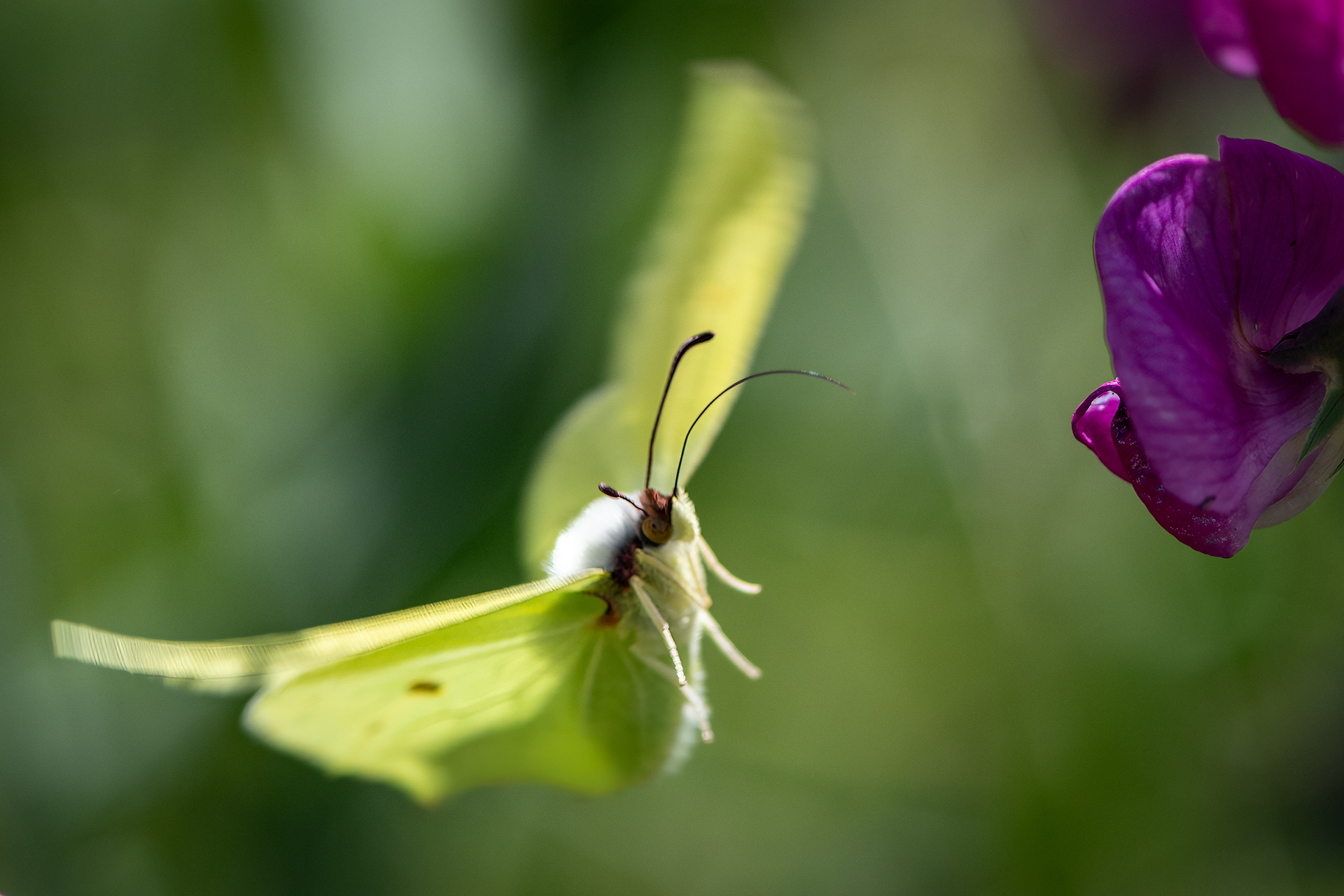 Clouded Yellow Butterfly