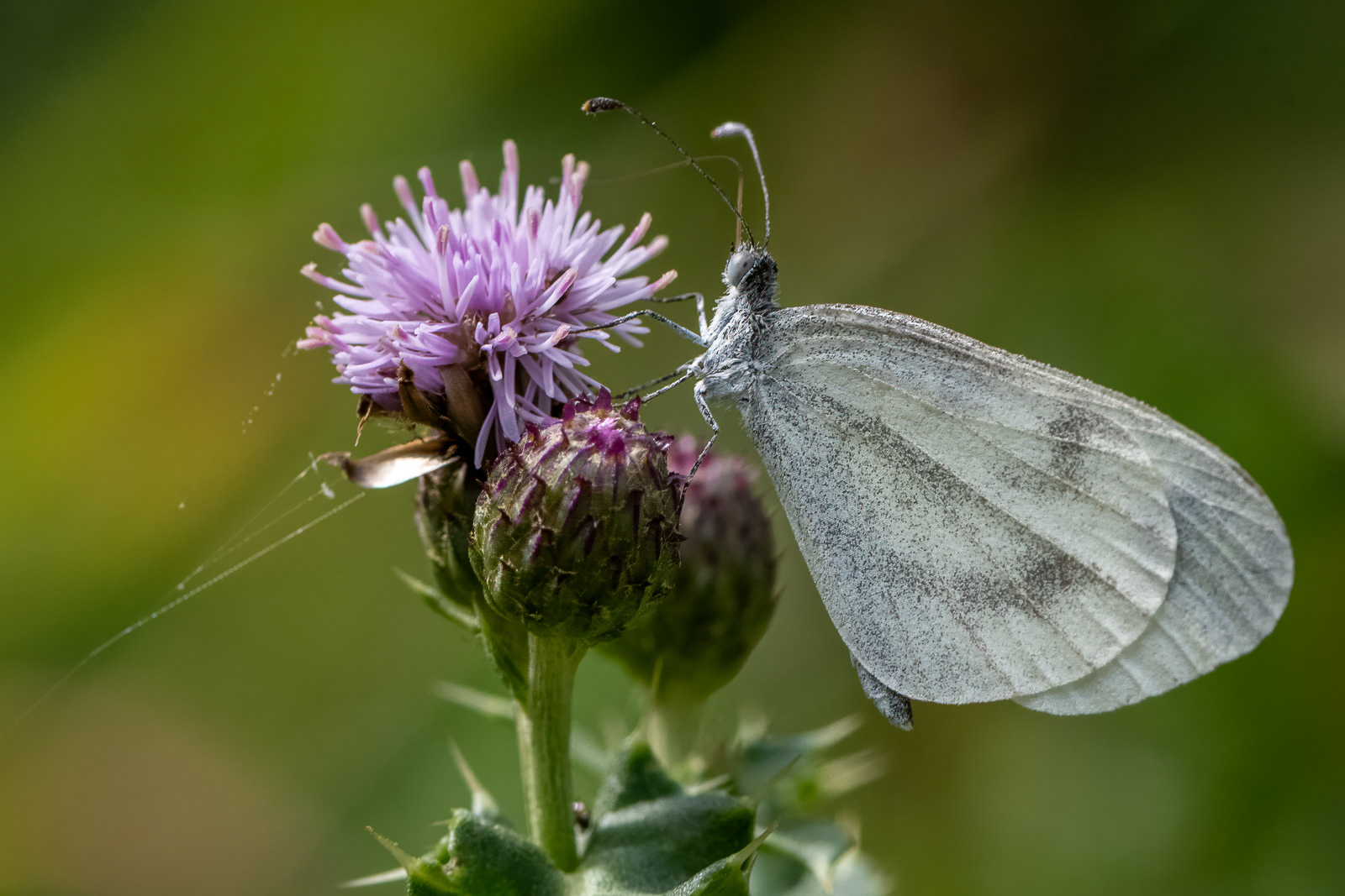 Wood White Butterfly