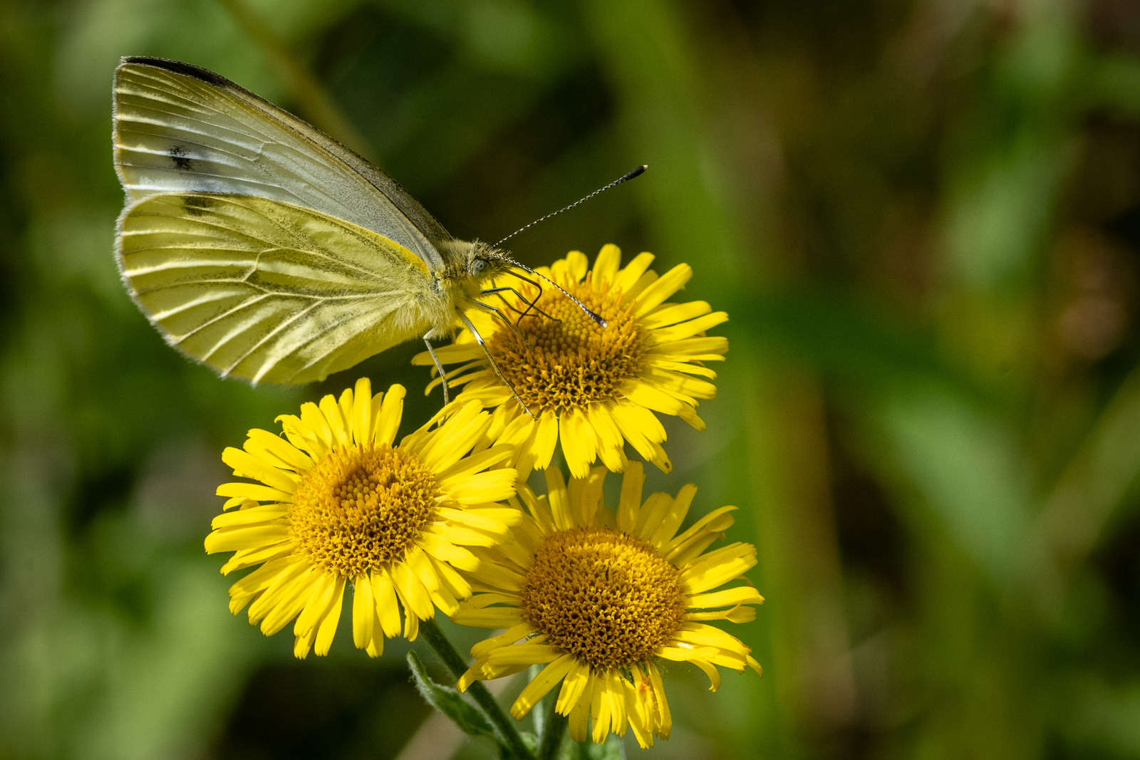Green-veined White Butterfly