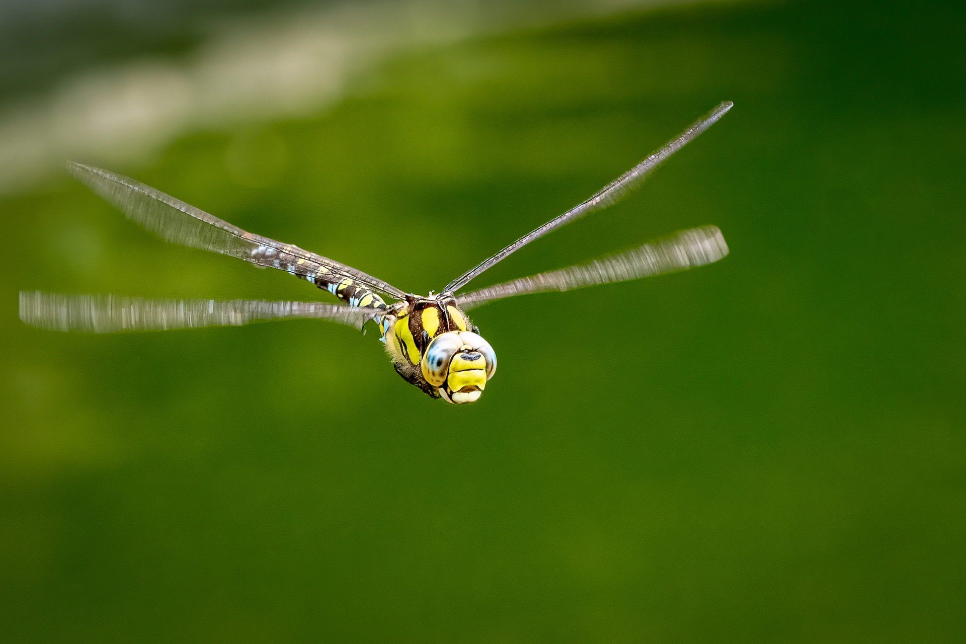 Southern Hawker, Kiftsgate Garden