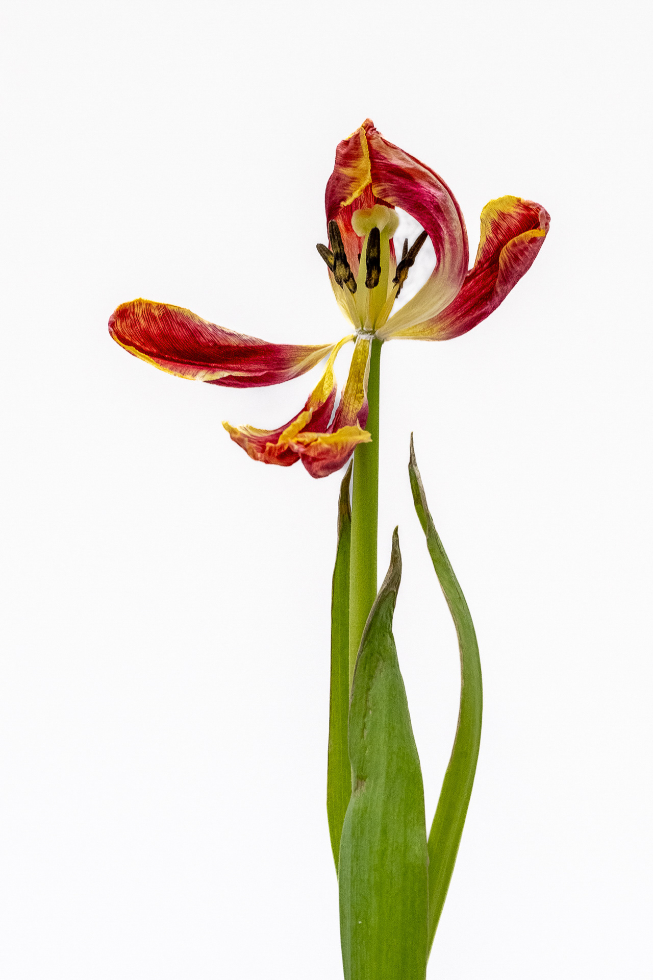 Decaying Tulip still lif